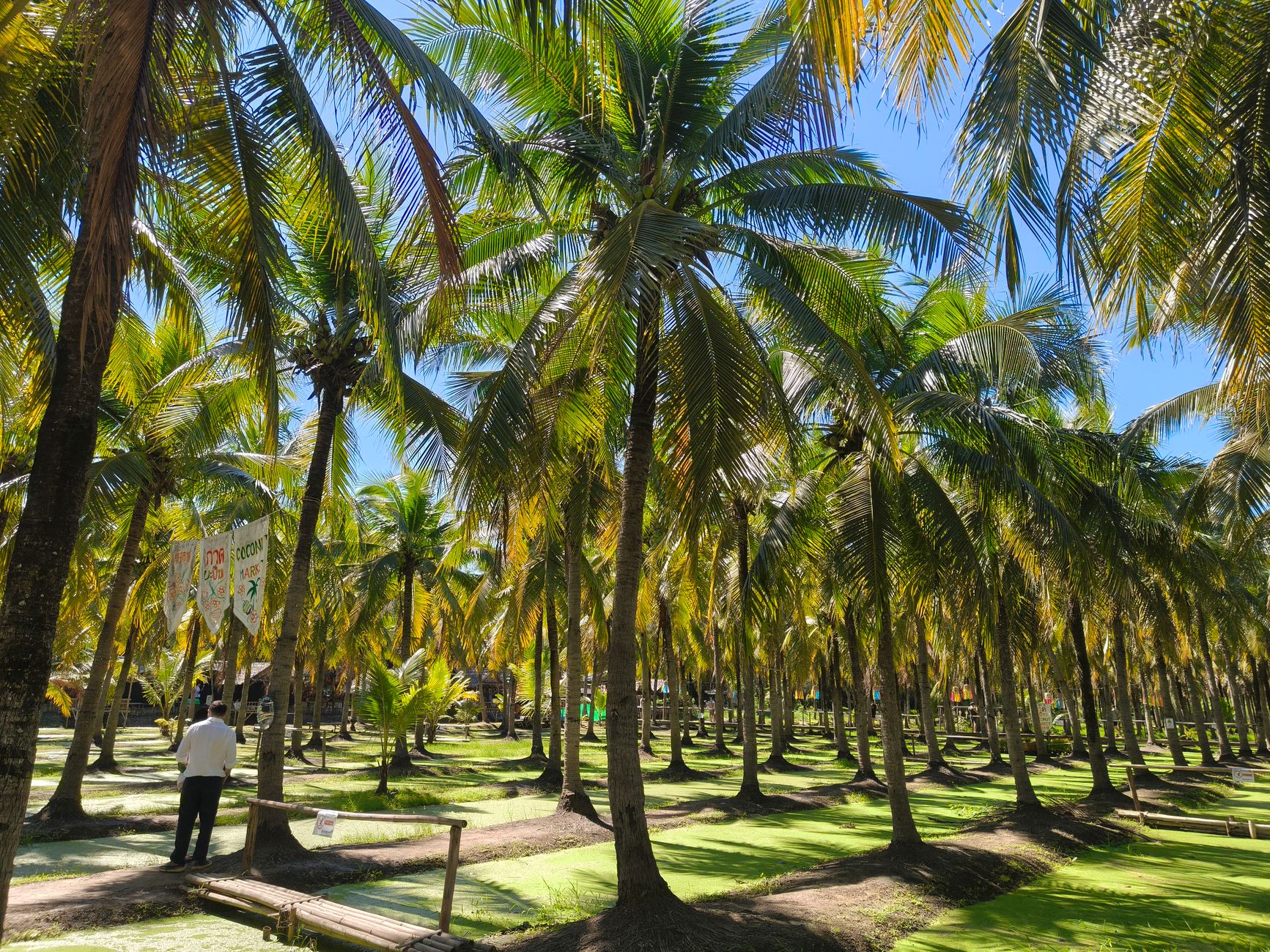 Coconut Grove