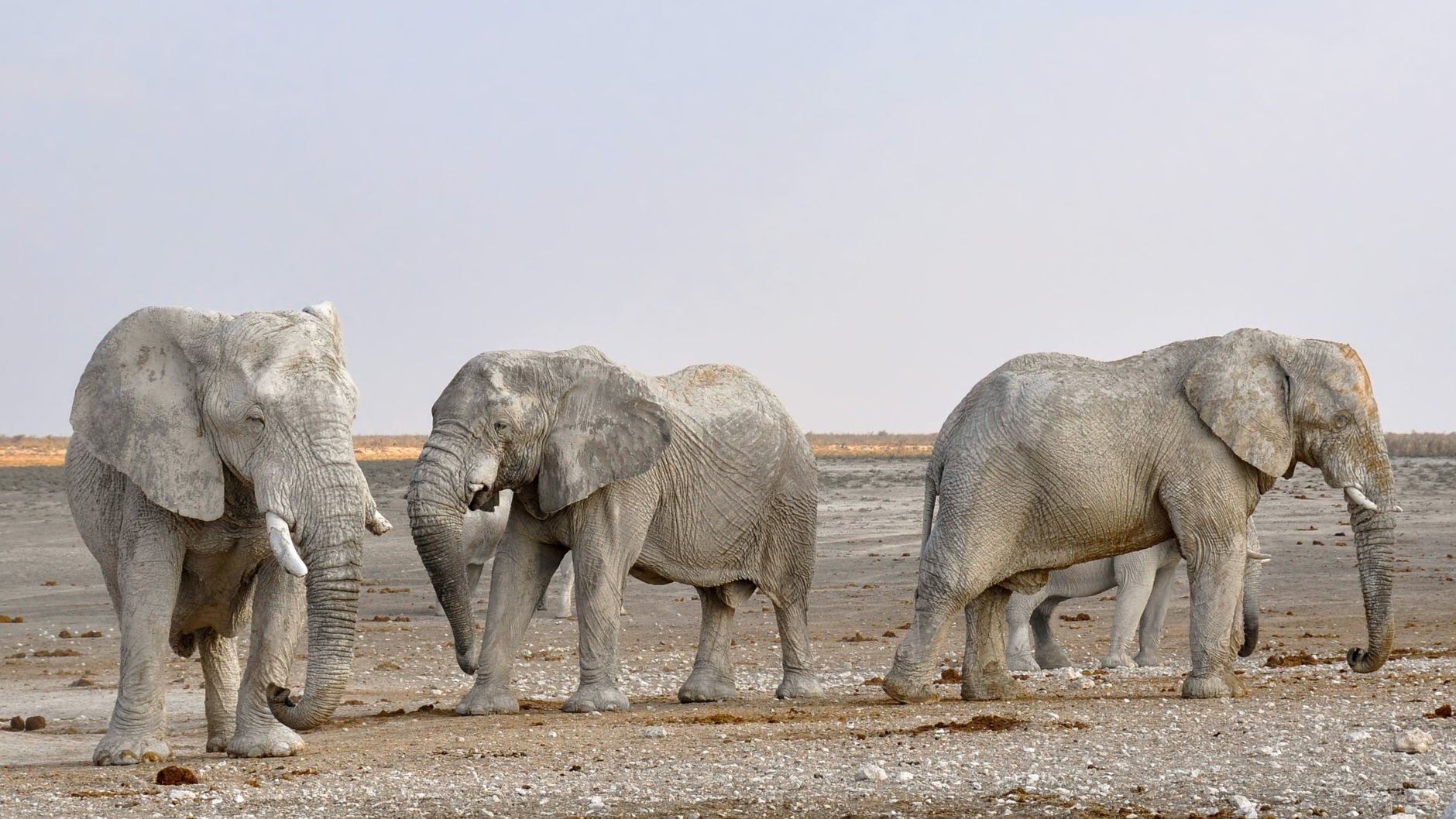 Elephant Island