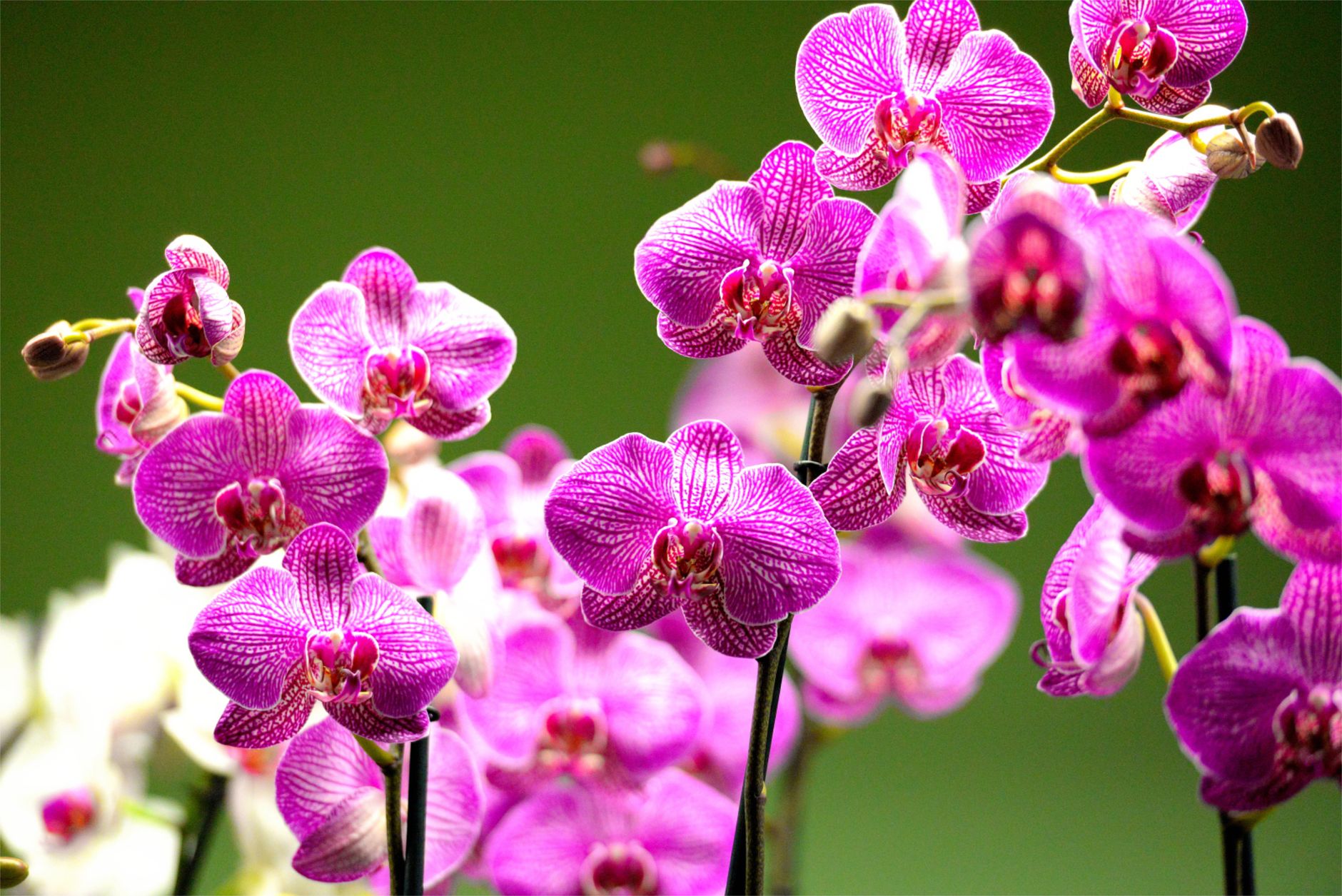 Estepona Orchid House (Casa de las Orquídeas)