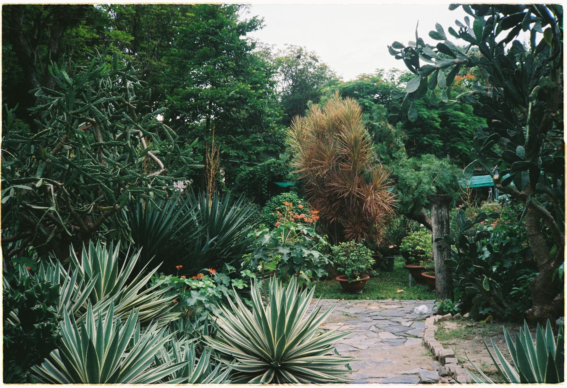 Exotic Plant Collection Pathways