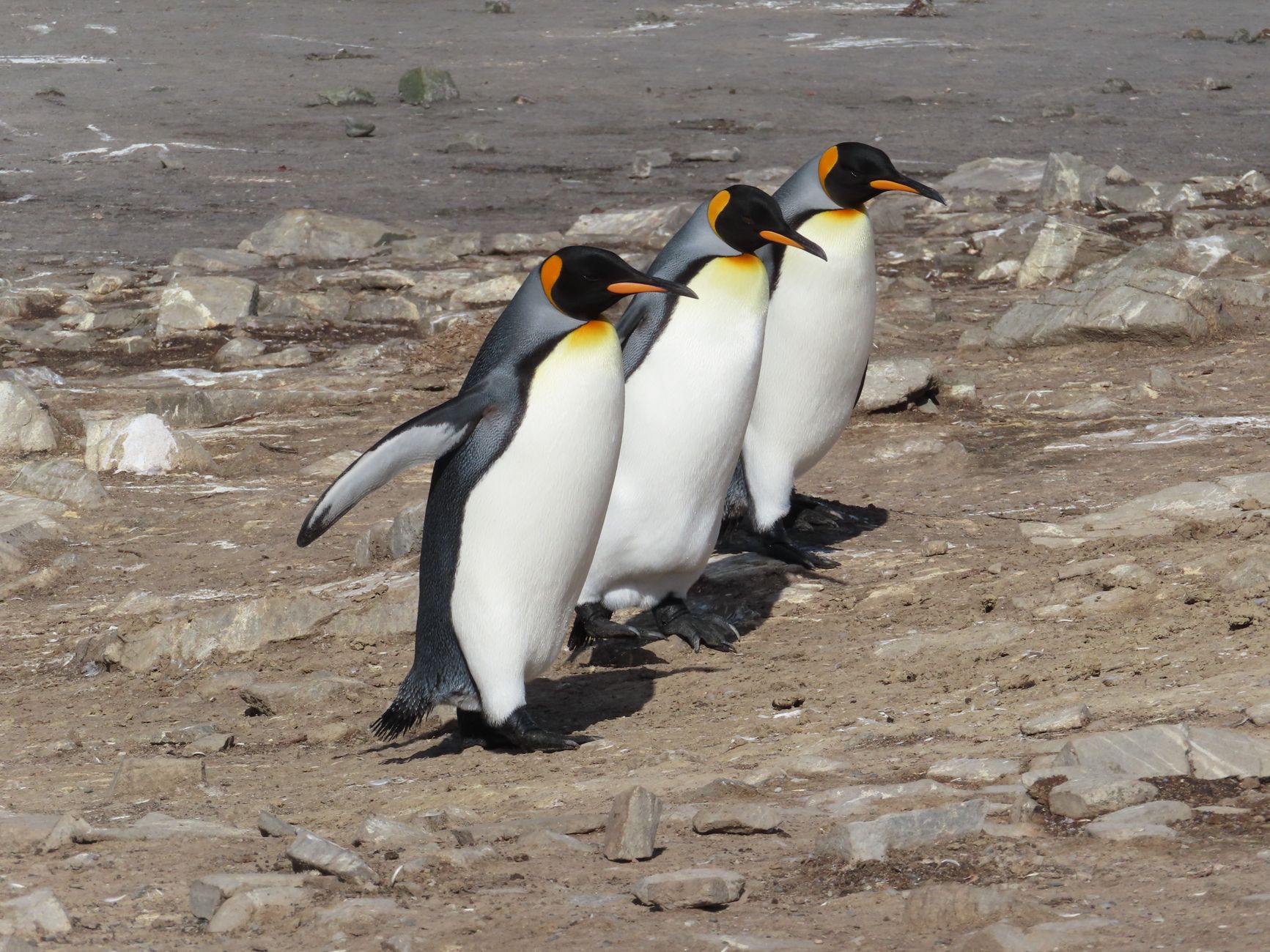 Falkland Islands