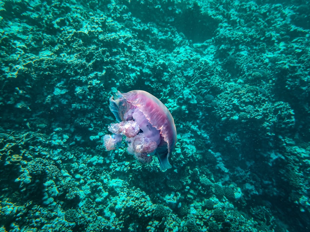 Farasan Islands