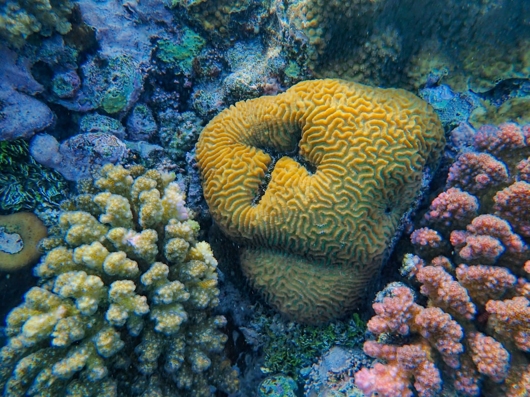 Farasan Islands