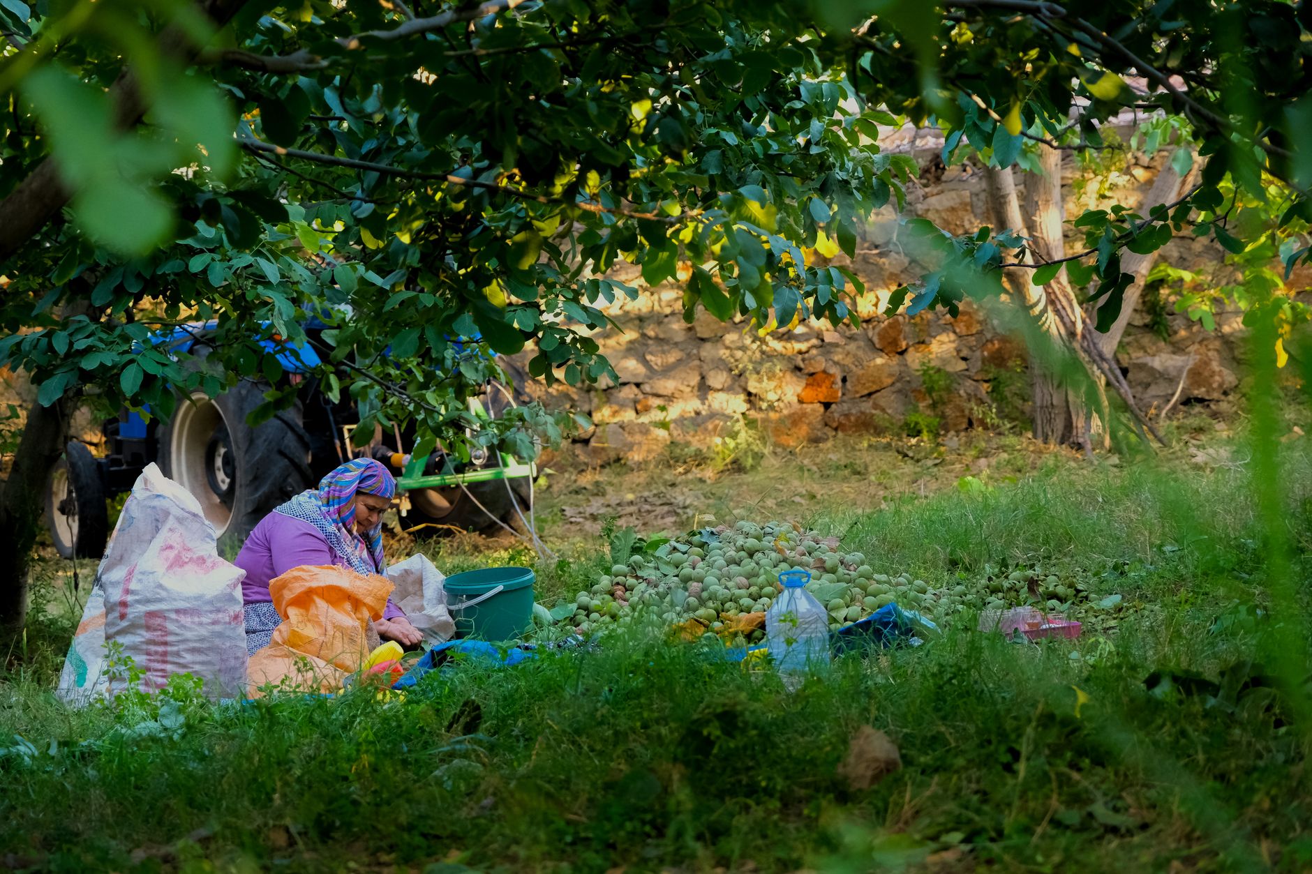 Fig Orchard