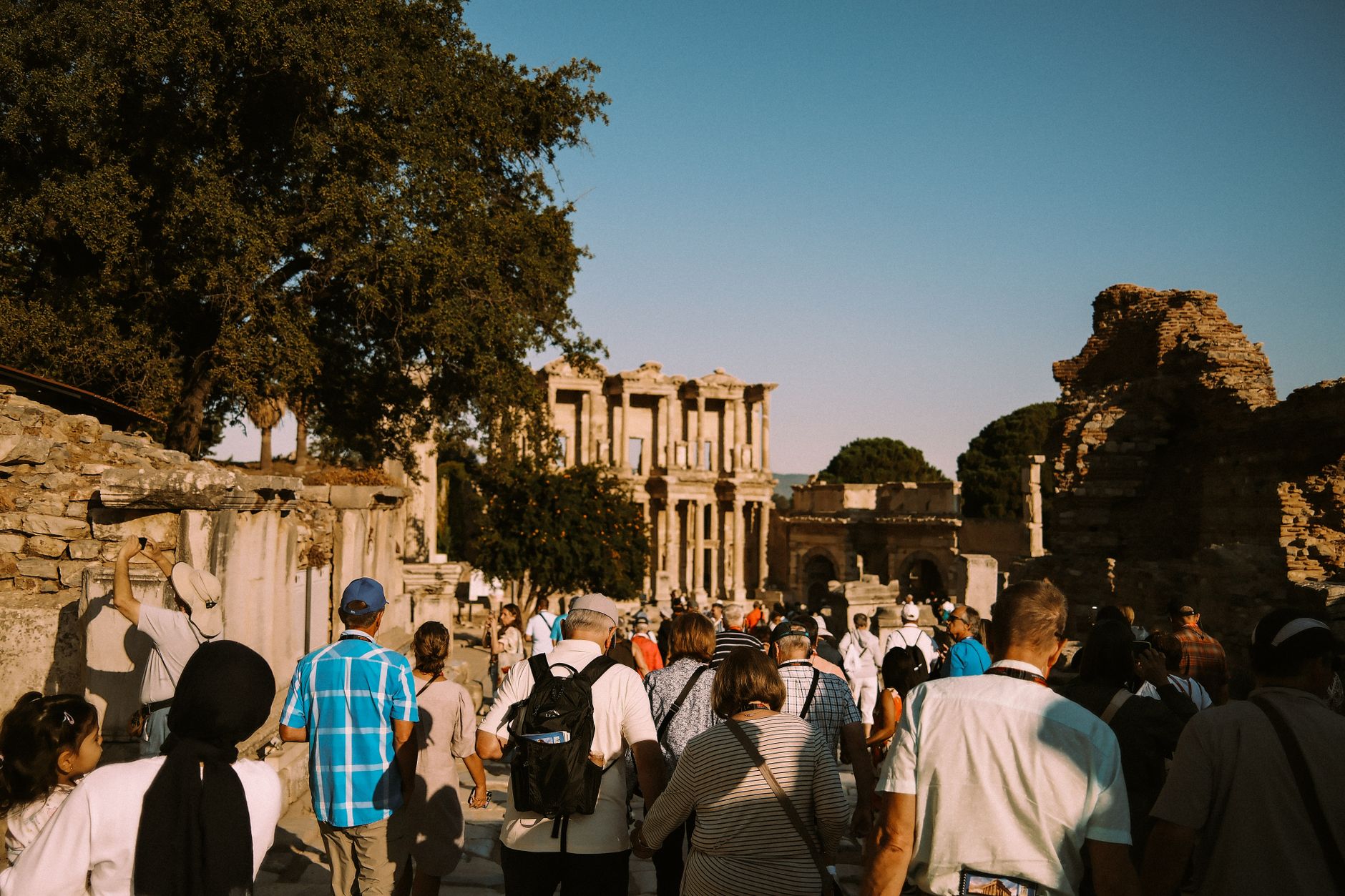 Fig Orchard