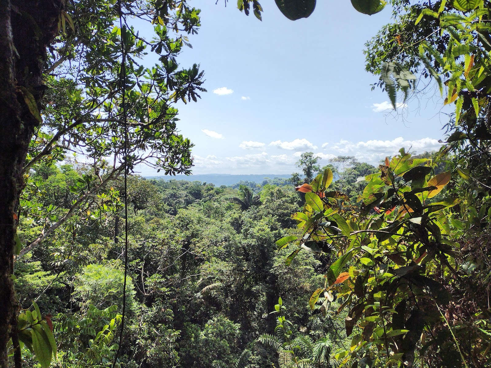 Guided rainforest wildlife walk