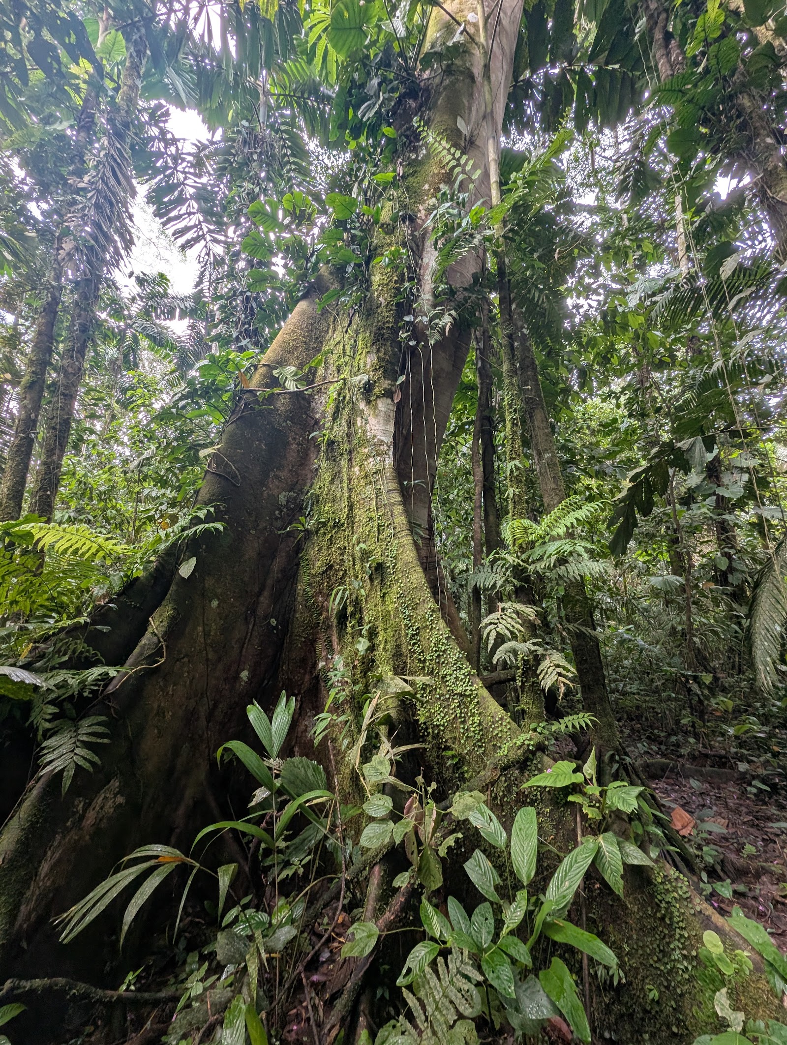 Guided rainforest wildlife walk