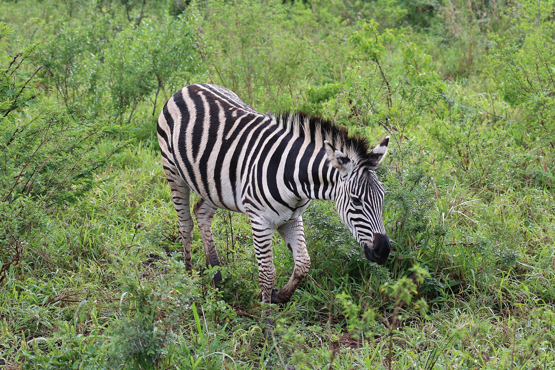 Hluhluwe-iMfolozi Park