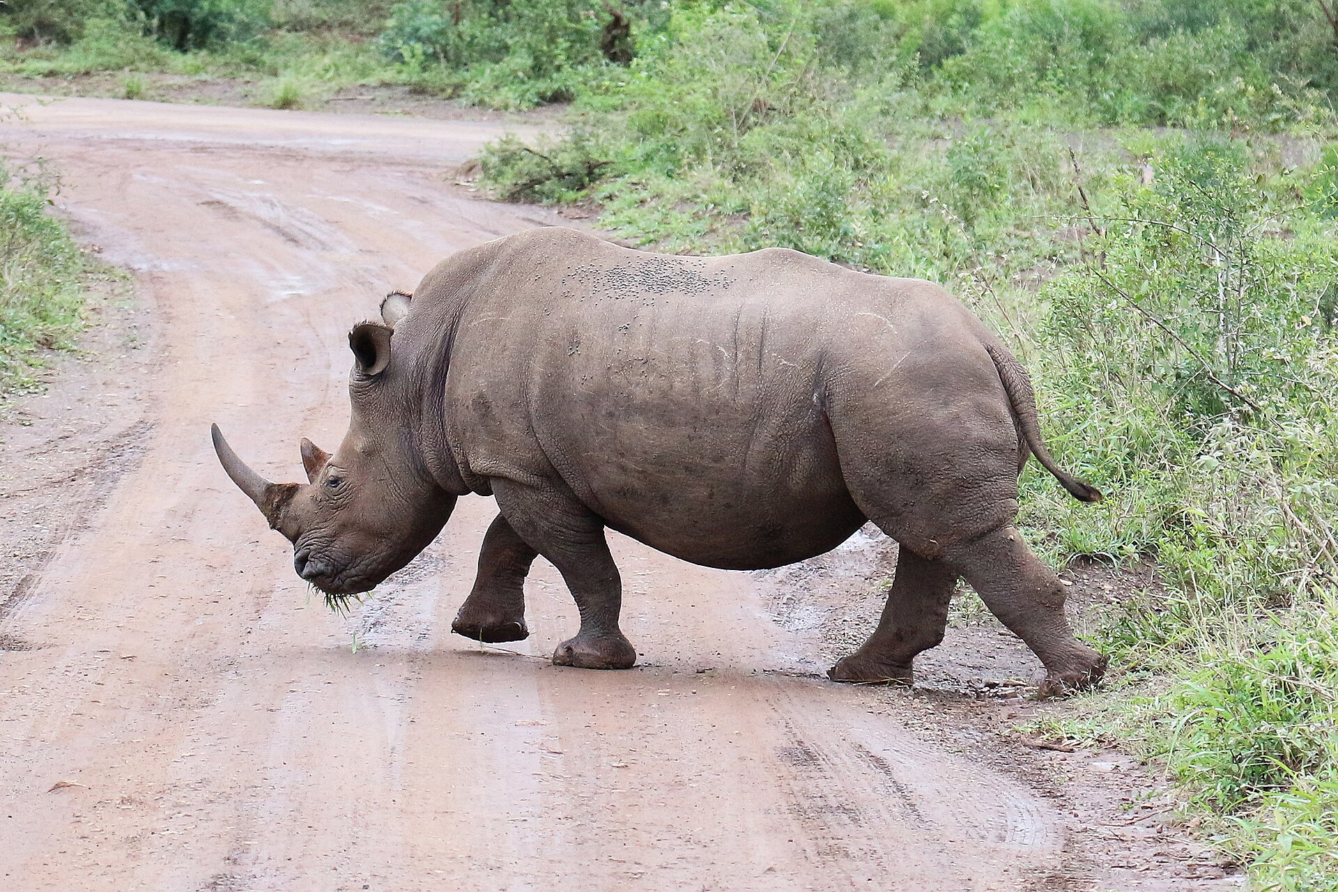 Hluhluwe-iMfolozi Park