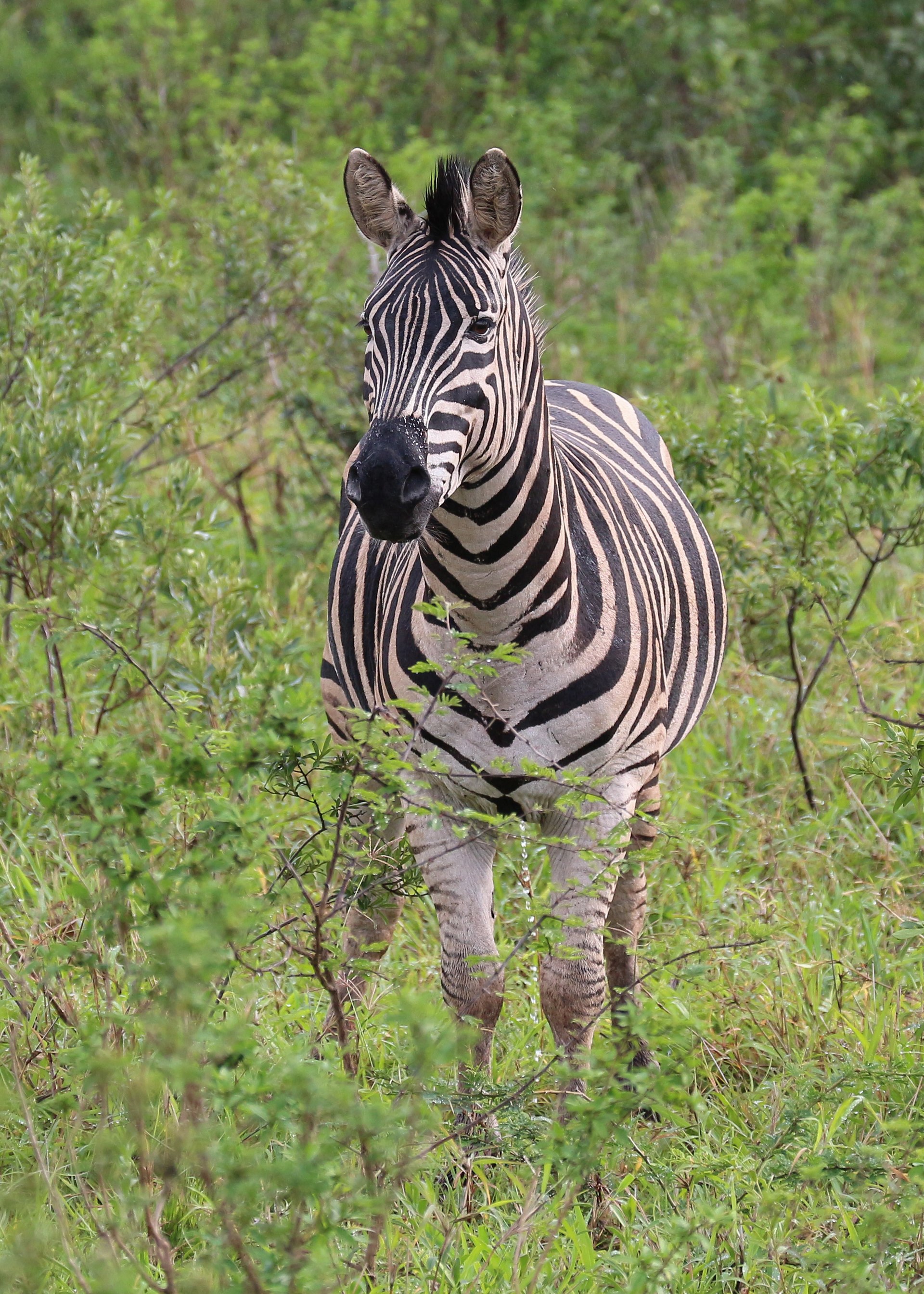 Hluhluwe-iMfolozi Park