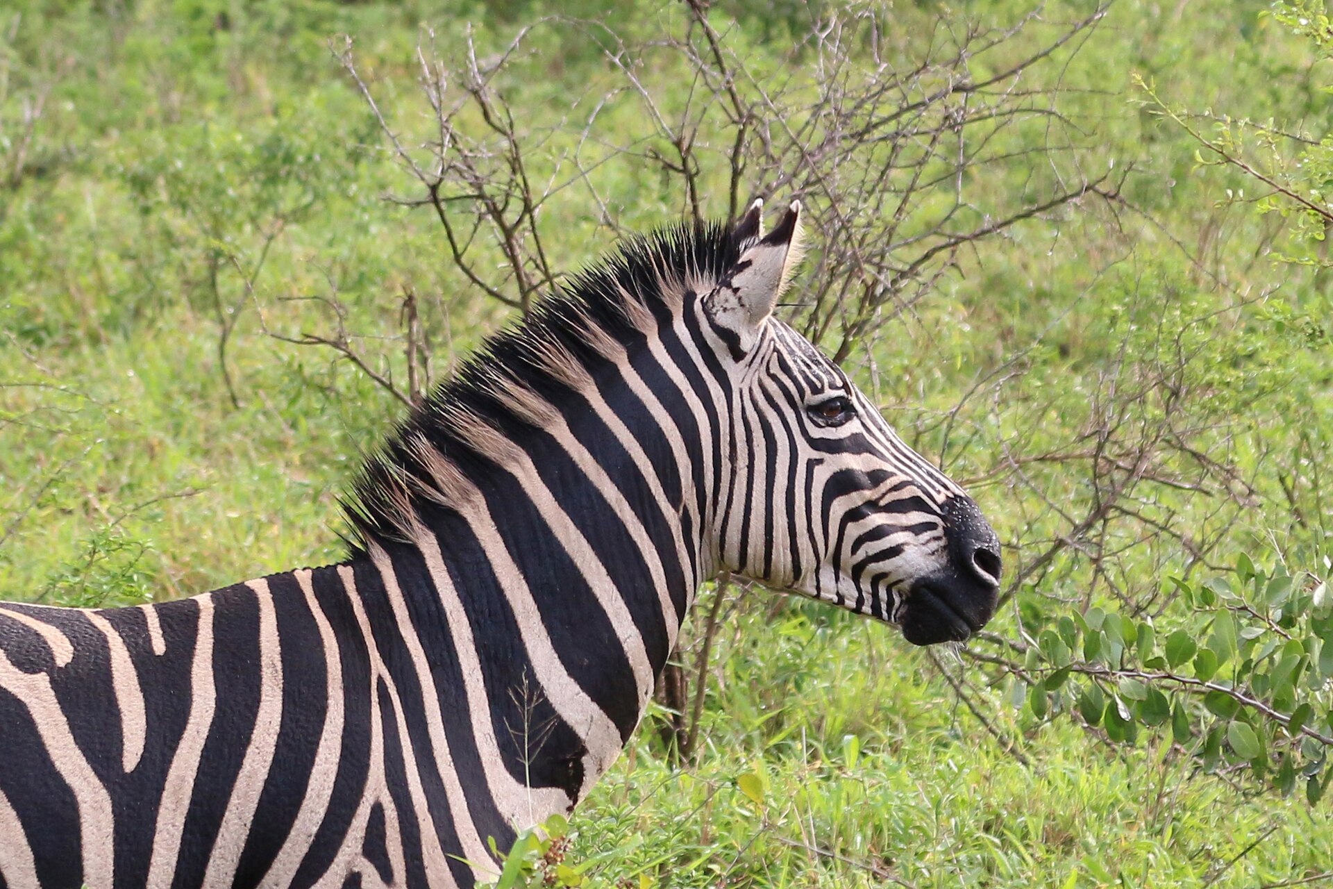 Hluhluwe-iMfolozi Park