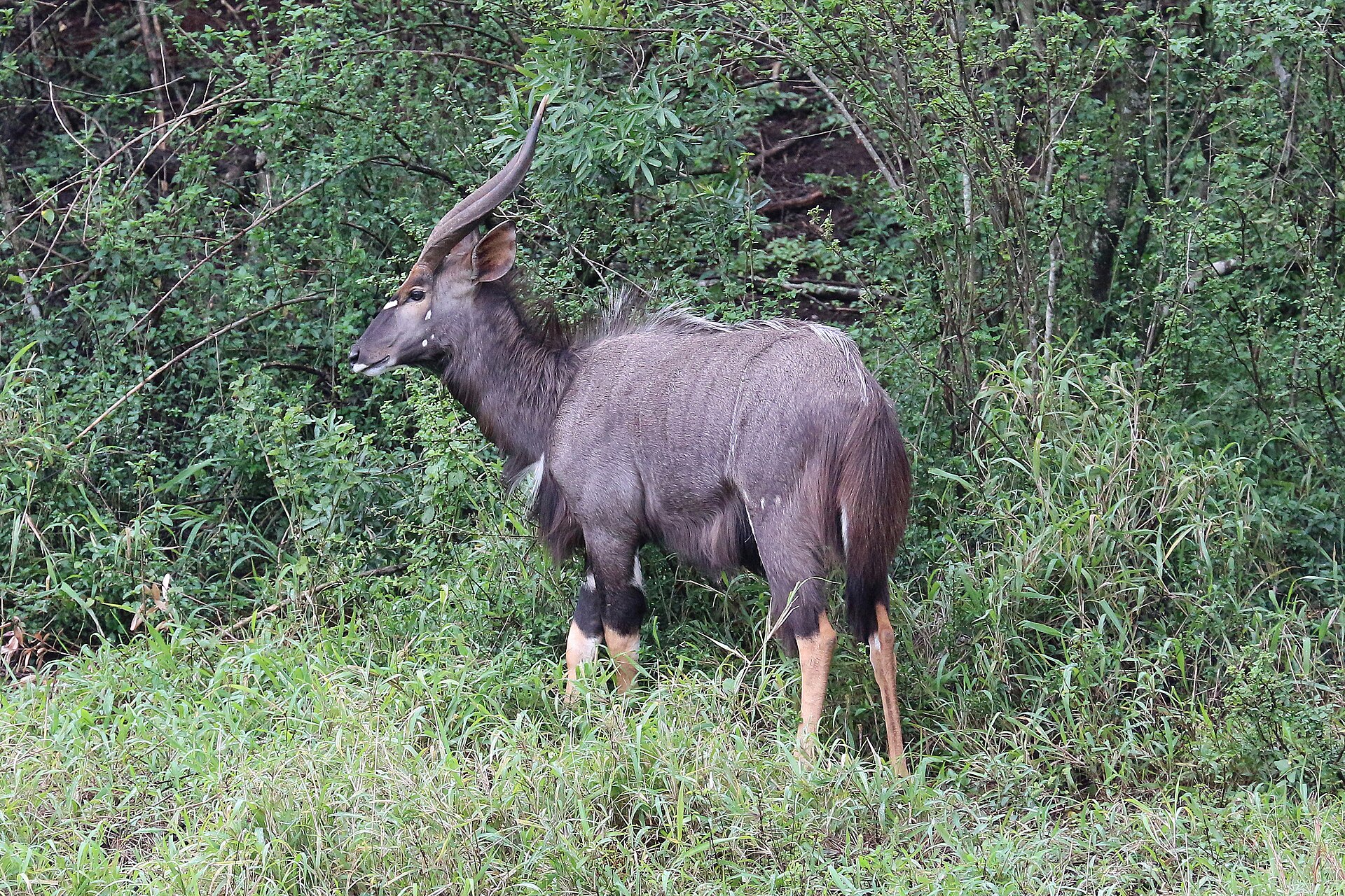 Hluhluwe-iMfolozi Park