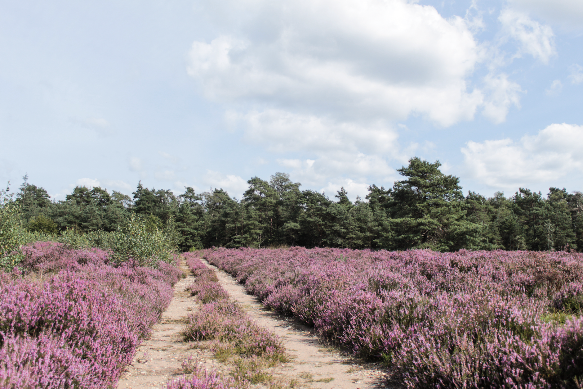 Hoge Veluwe National Park