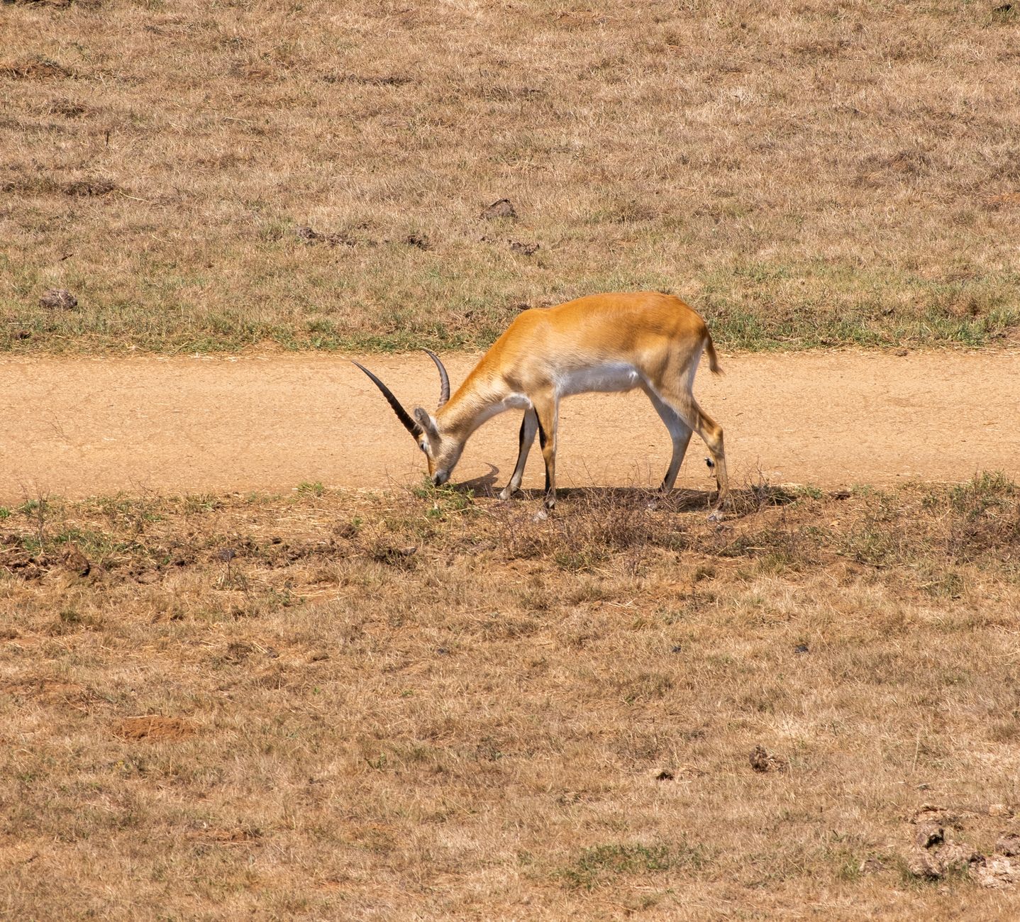 Kafue National Park