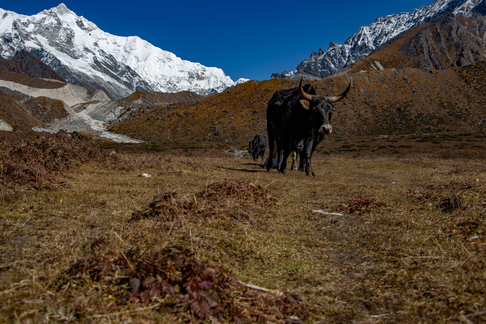 Kanchenjunga Conservation Area