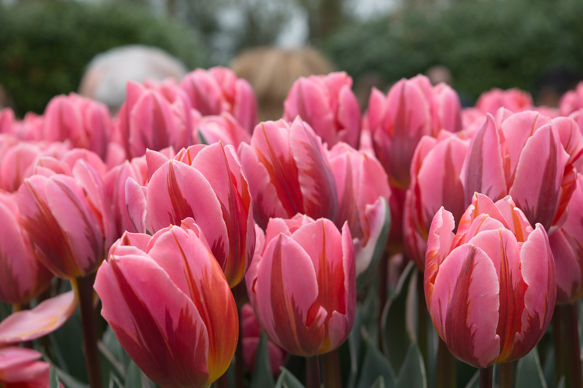 Keukenhof