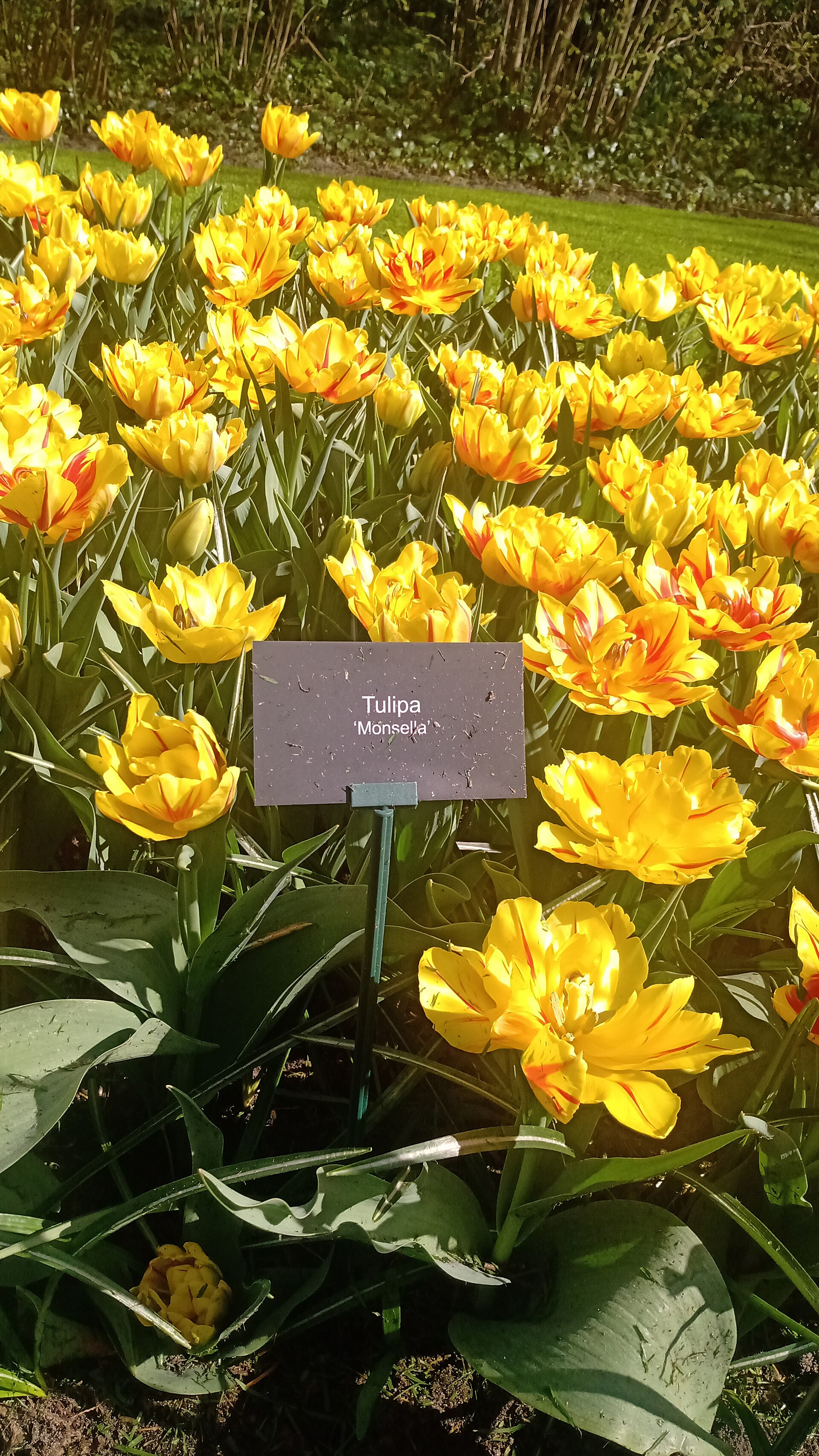 Keukenhof