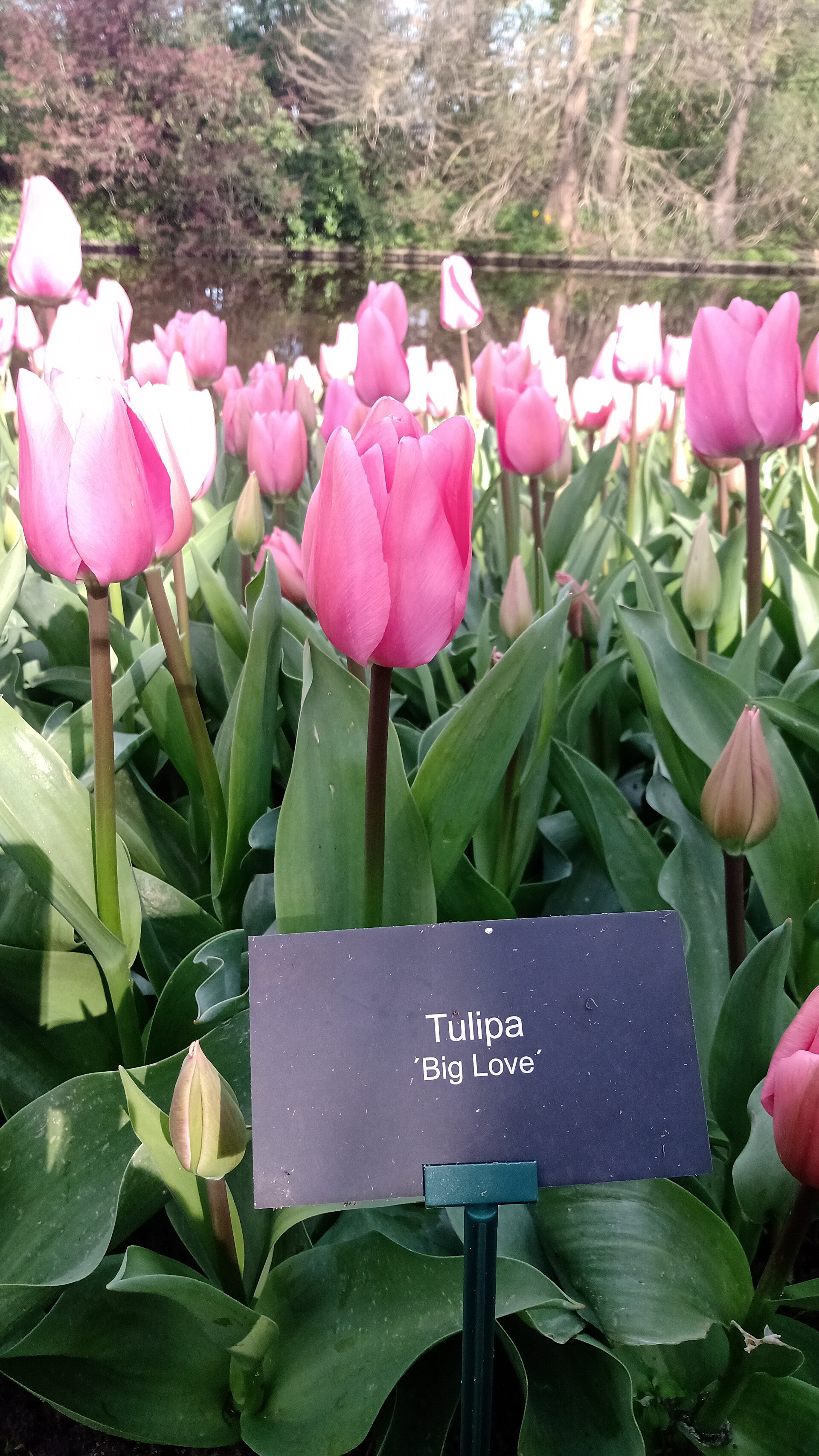 Keukenhof