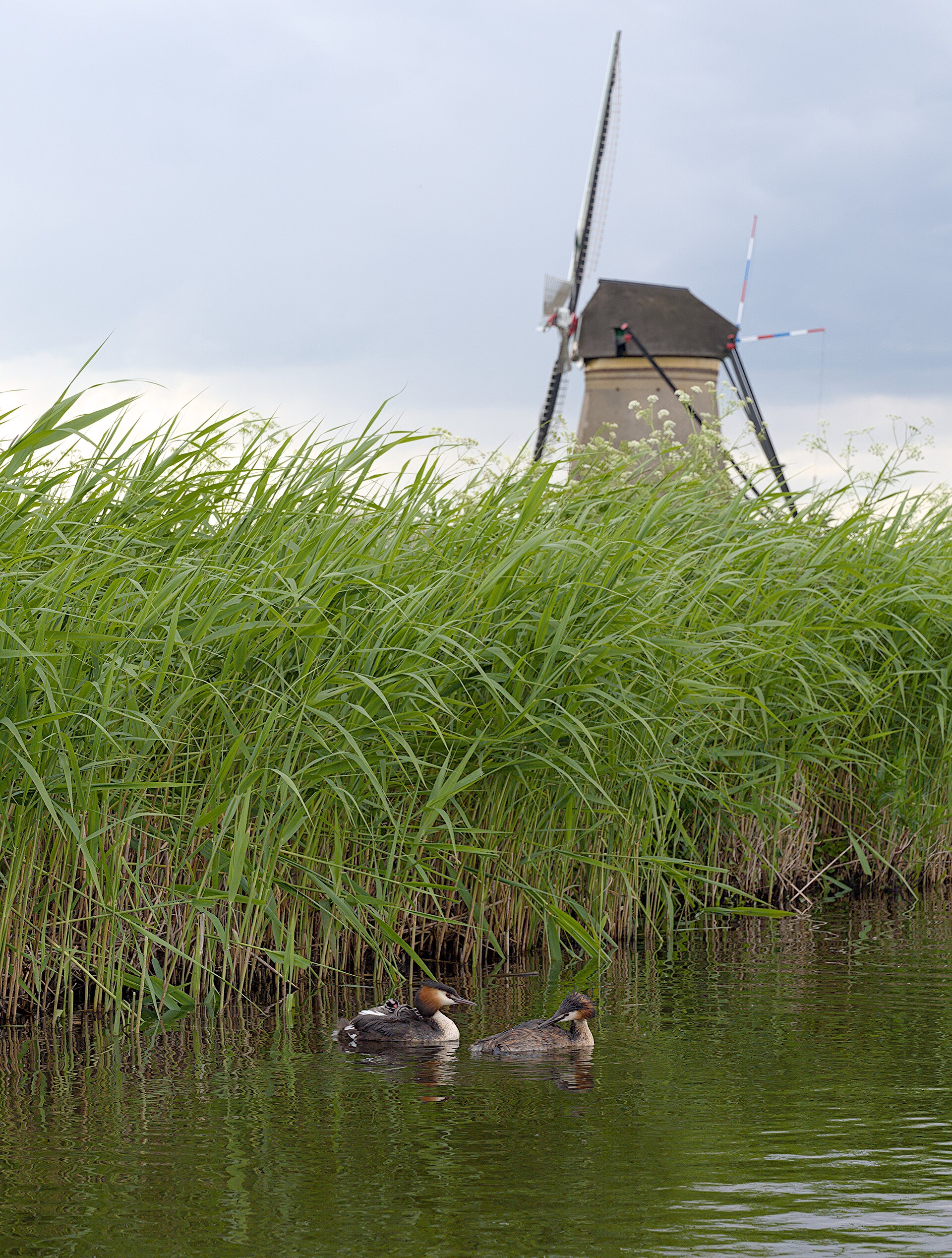 Kinderdijk