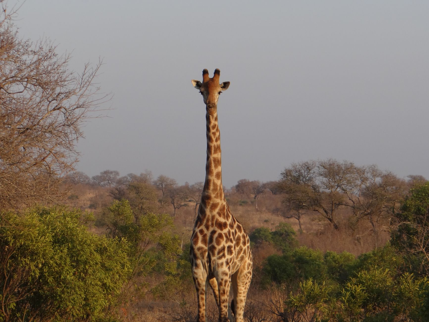 Kruger National Park