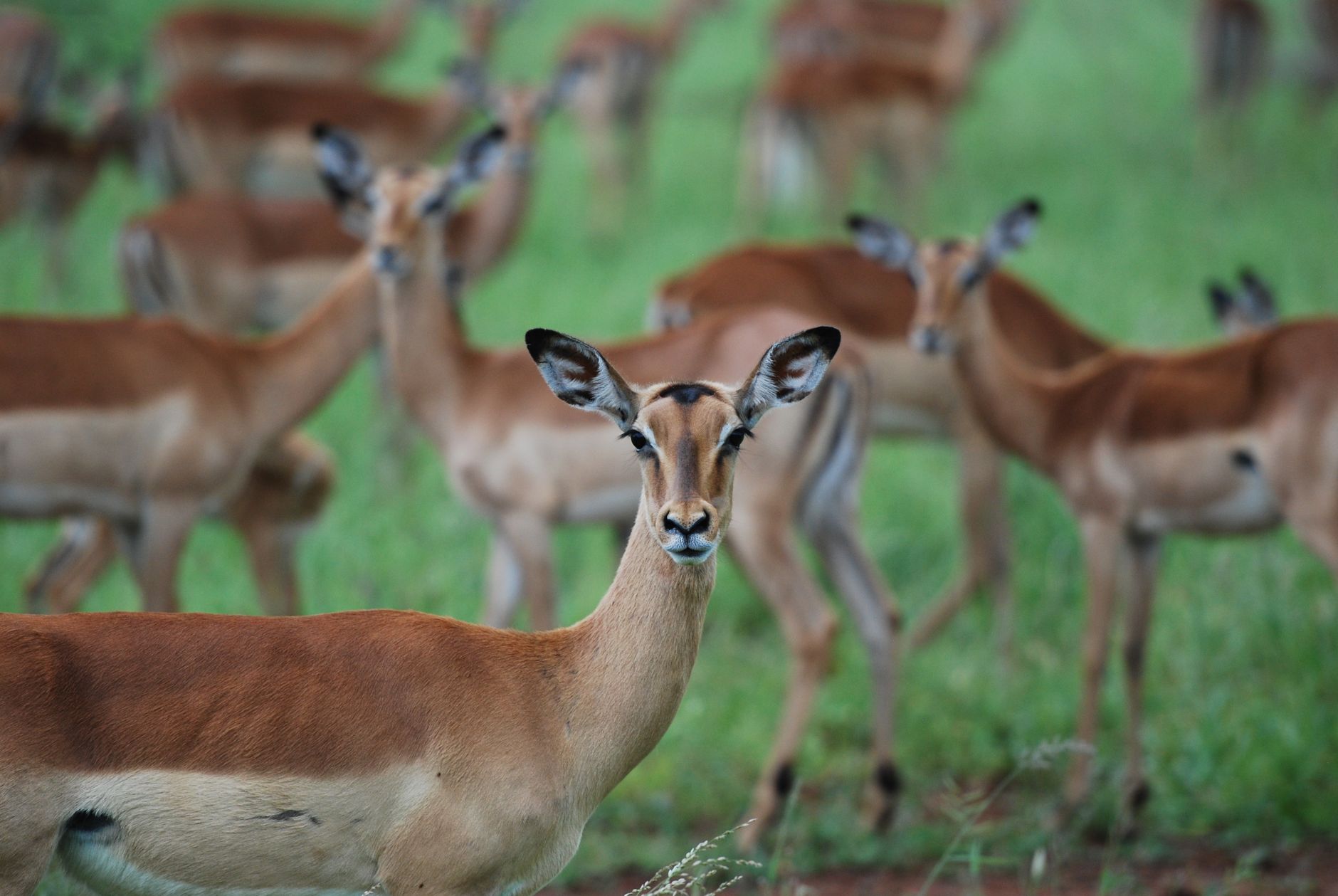 Kruger National Park