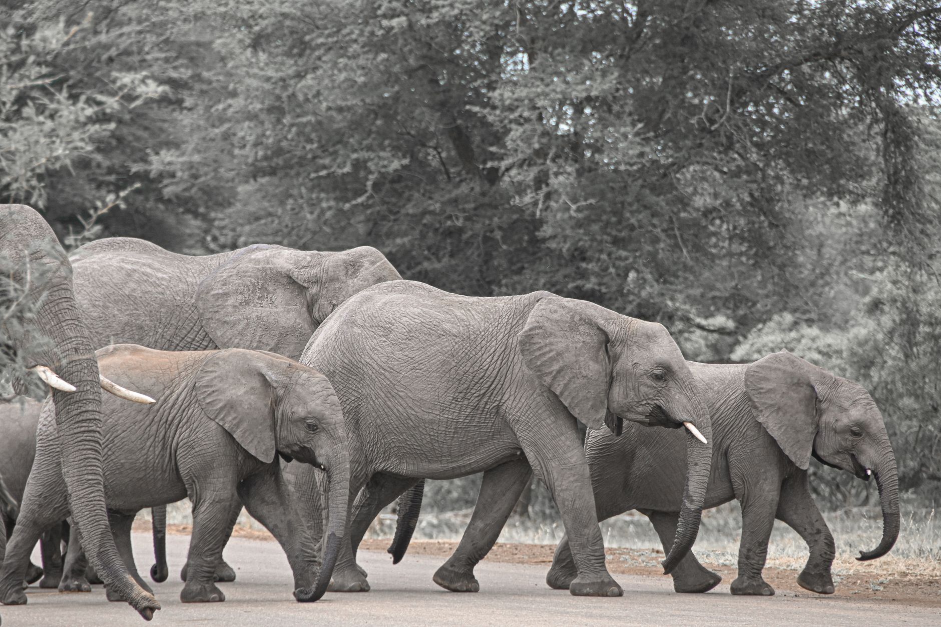 Kruger National Park