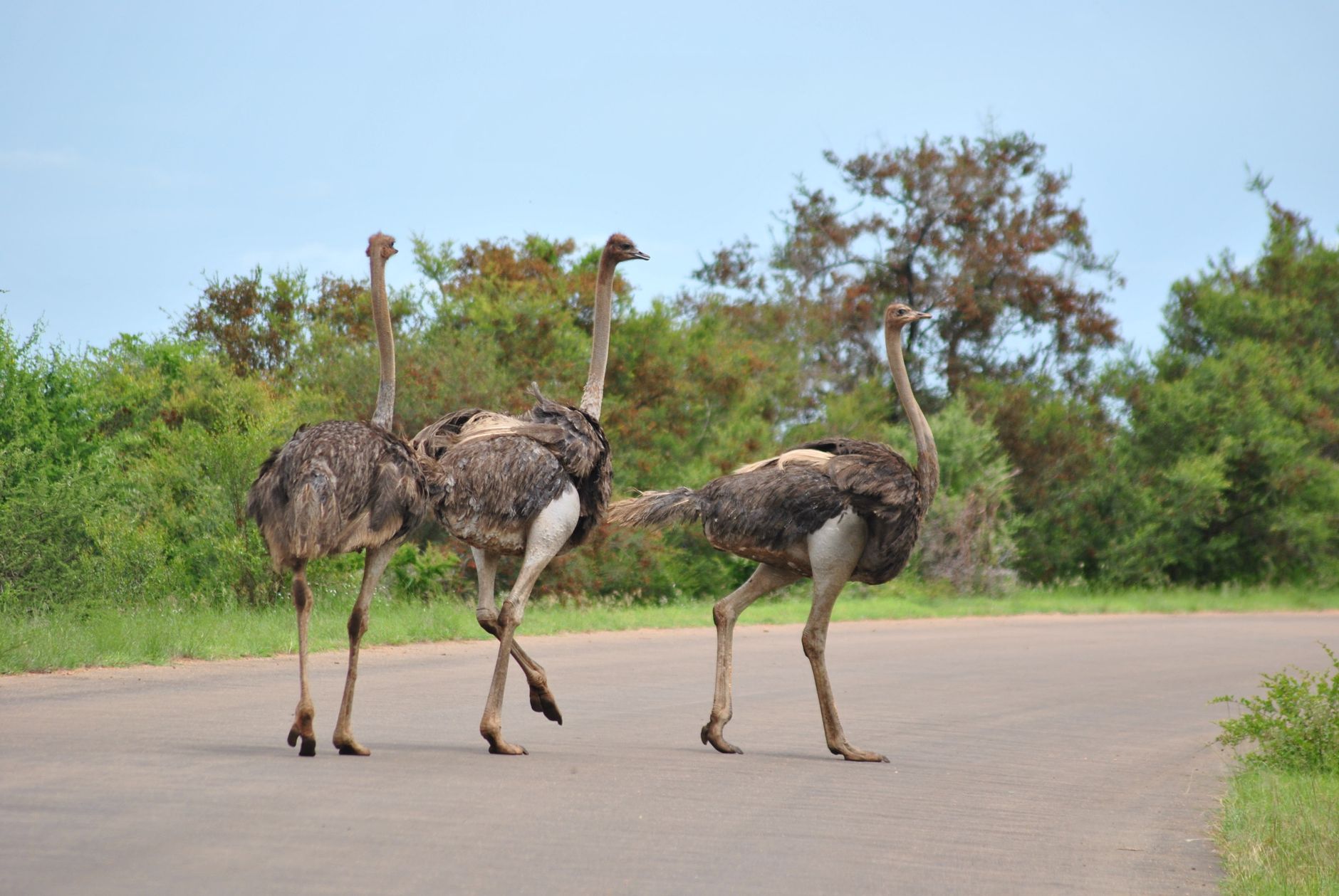 Kruger National Park