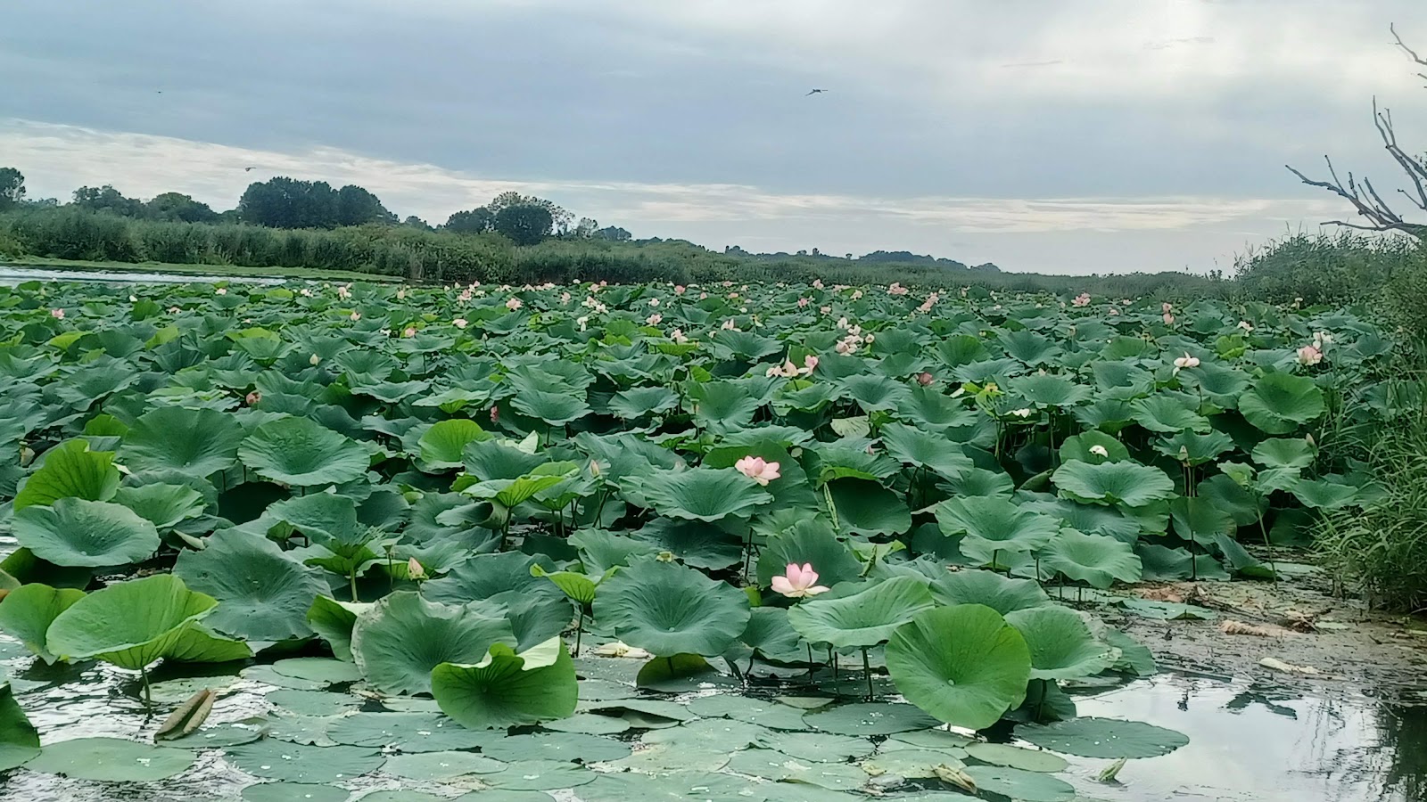 Lago Superiore di Mantova