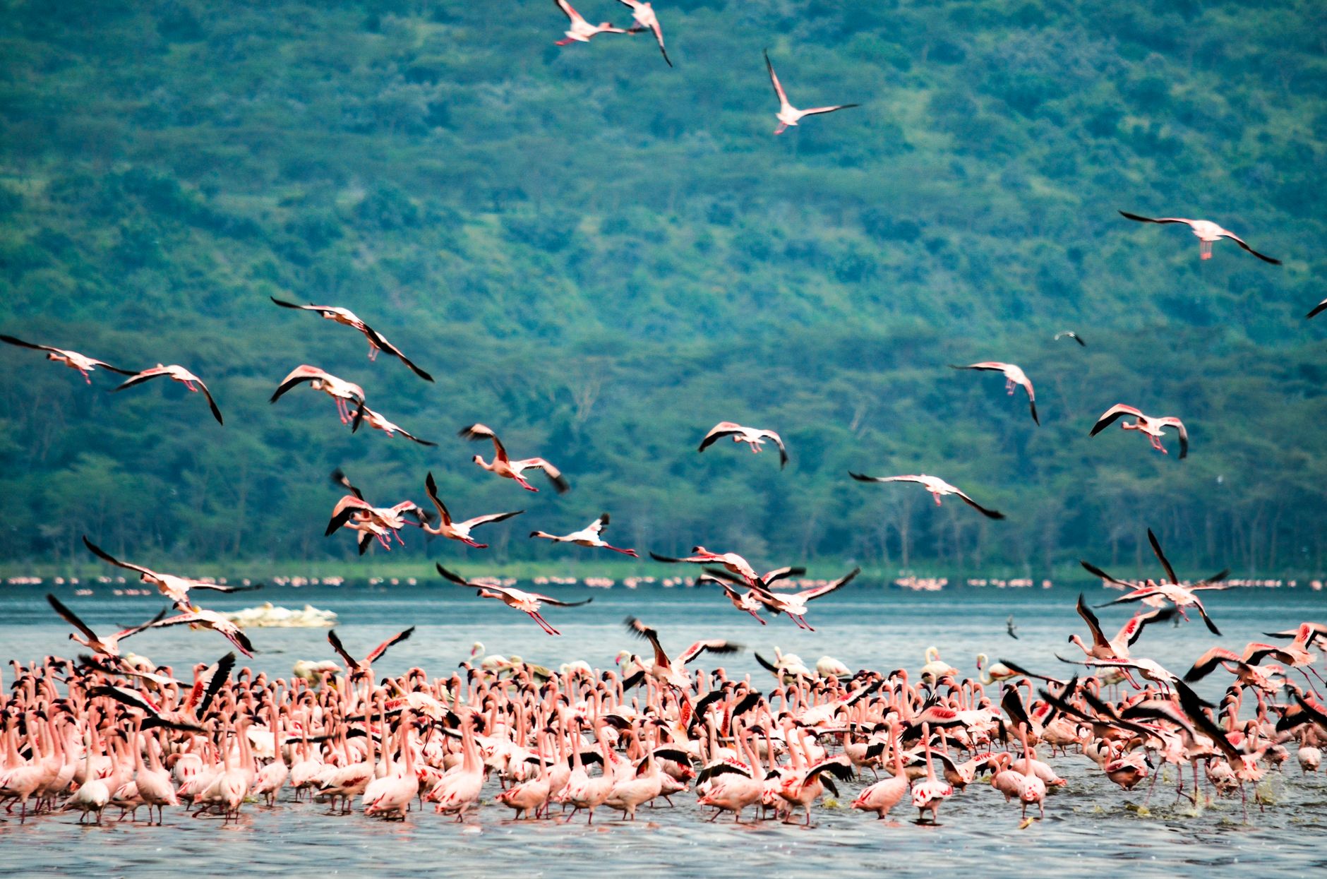 Lake Nakuru National Park