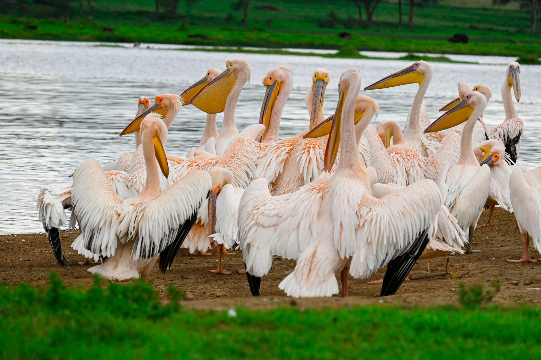 Lake Nakuru National Park