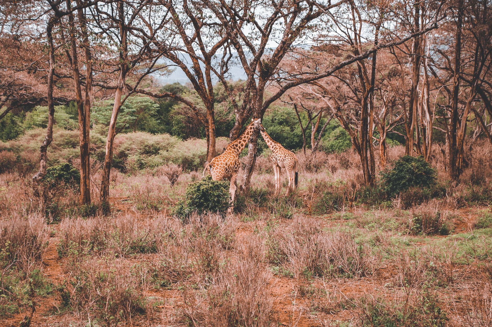 Lake Nakuru National Park