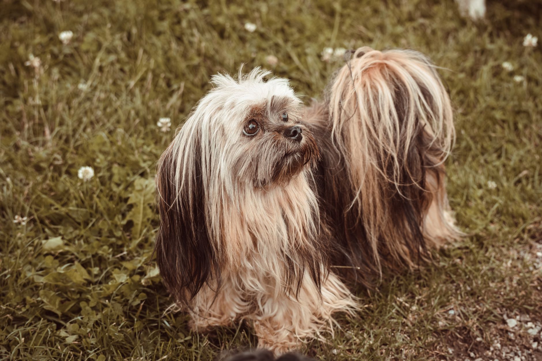 Lhasa