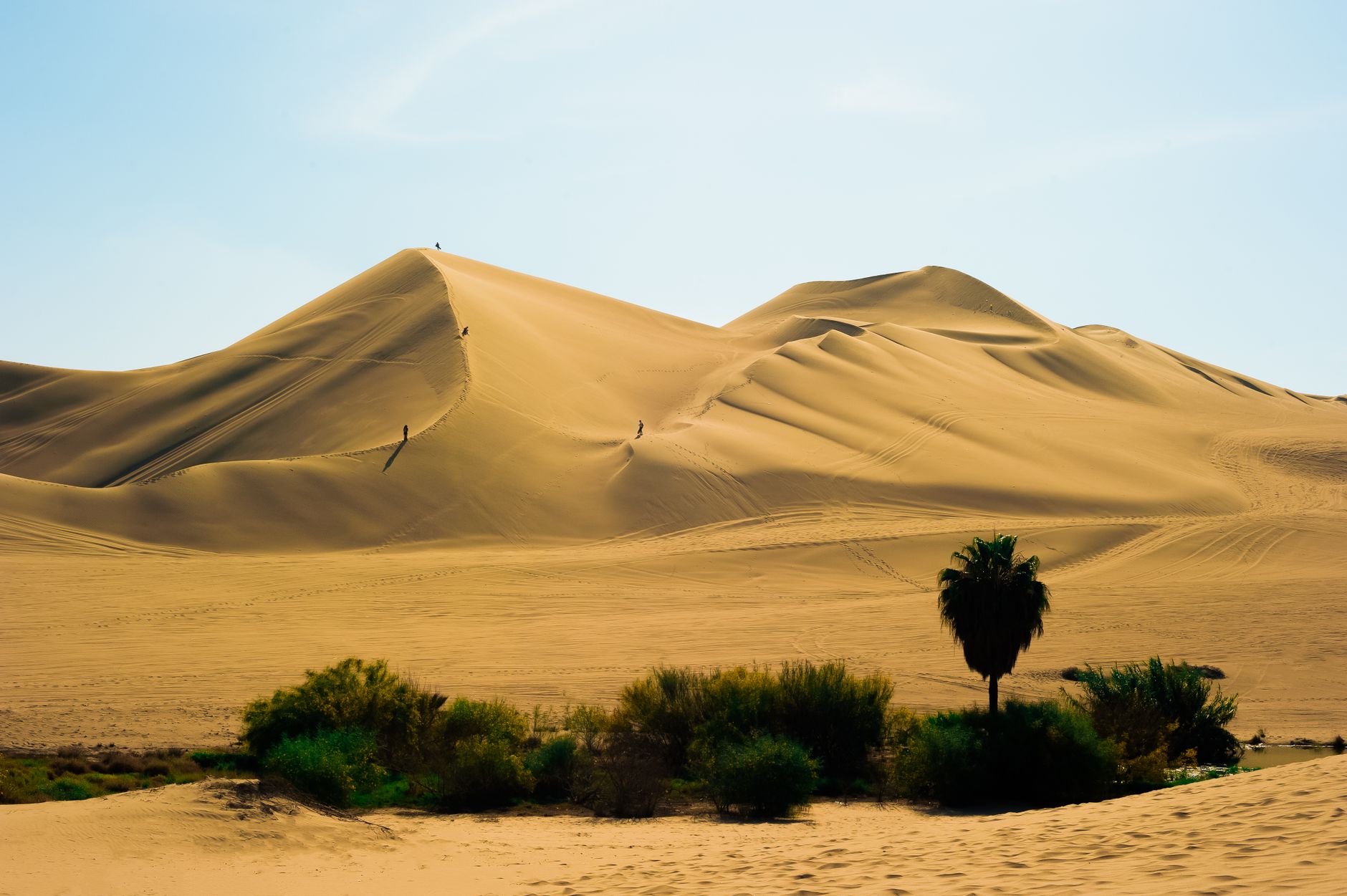 Liwa Oasis