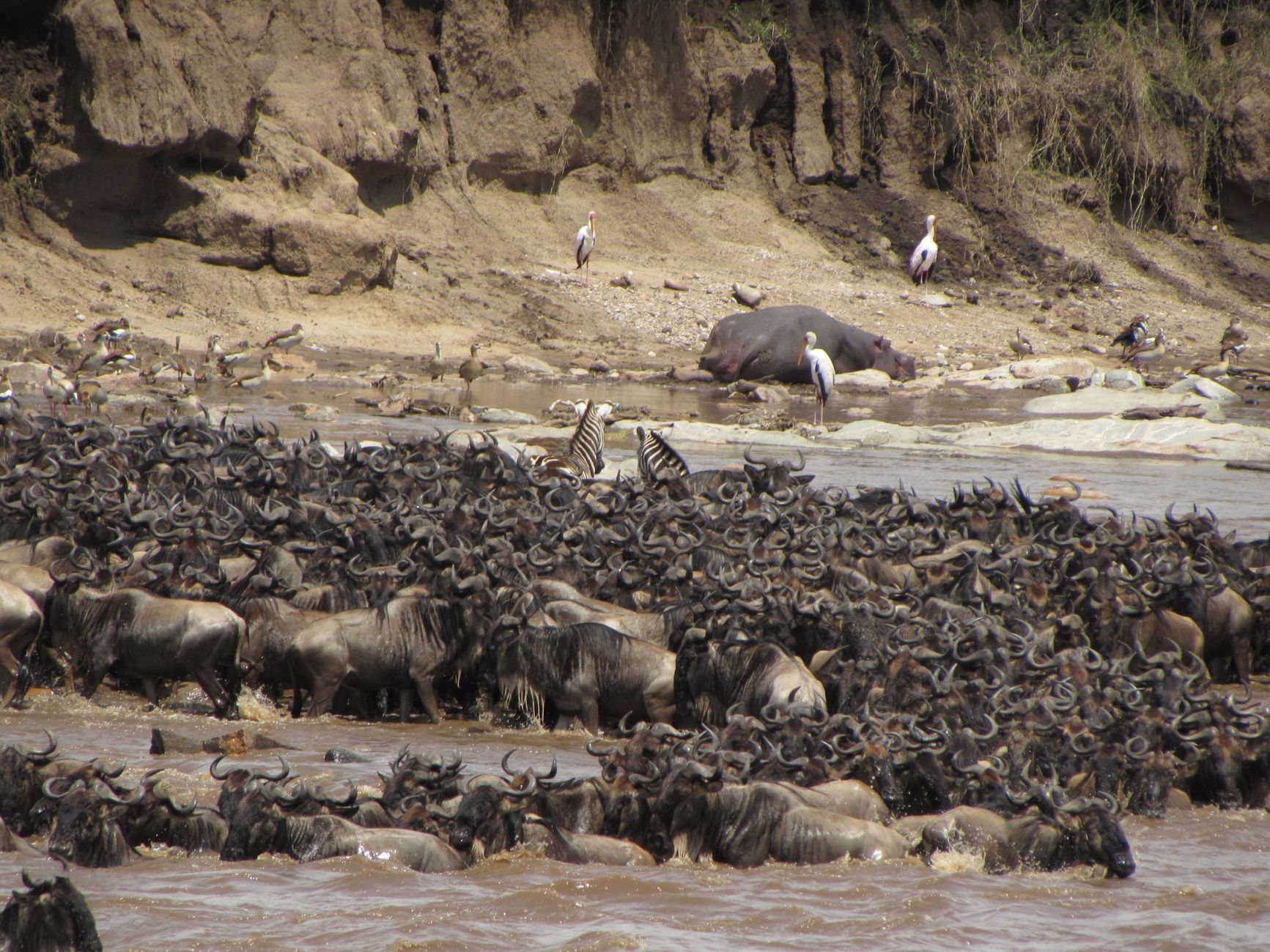 Mara River Crossing Area