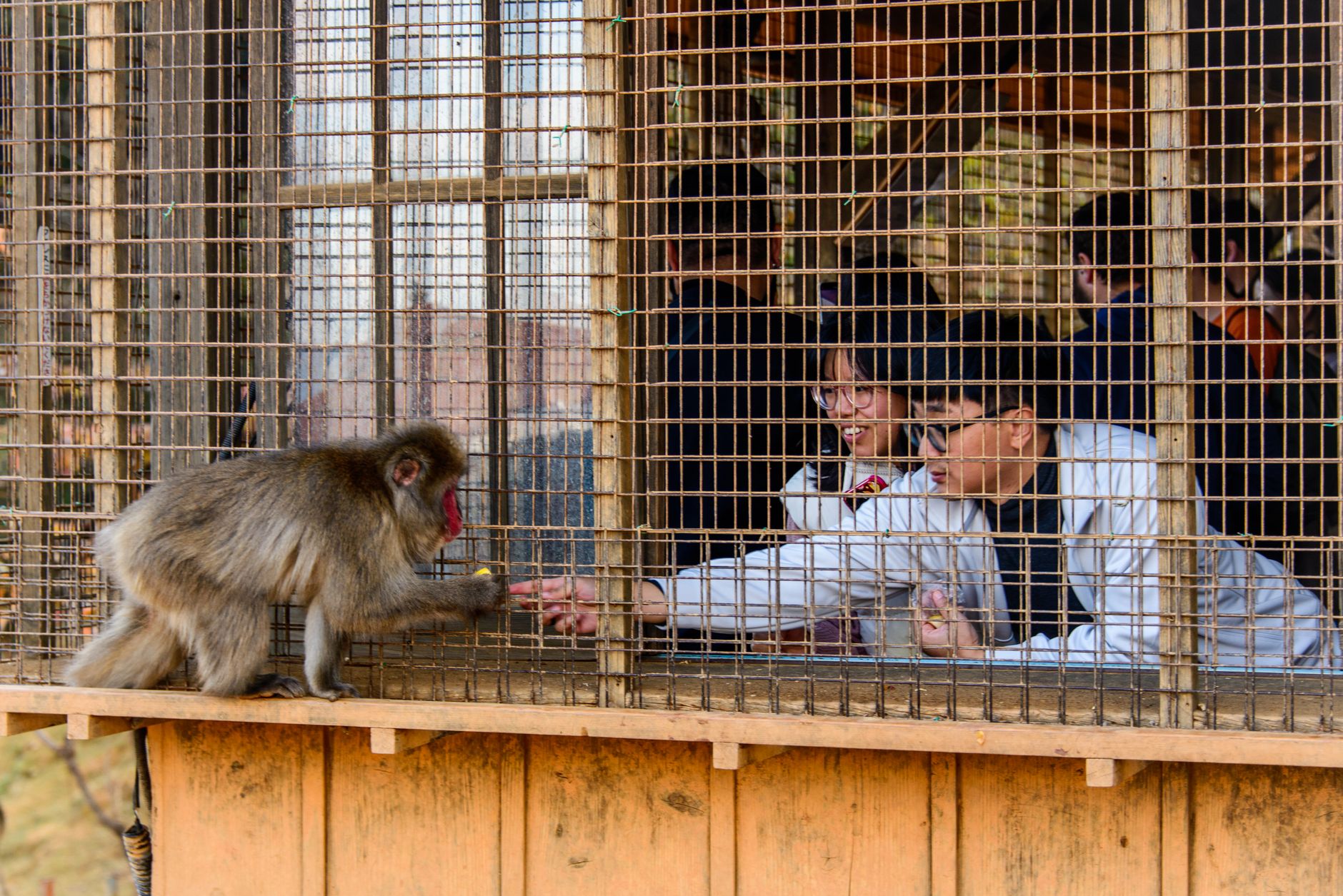 Monkey Handlers Zone