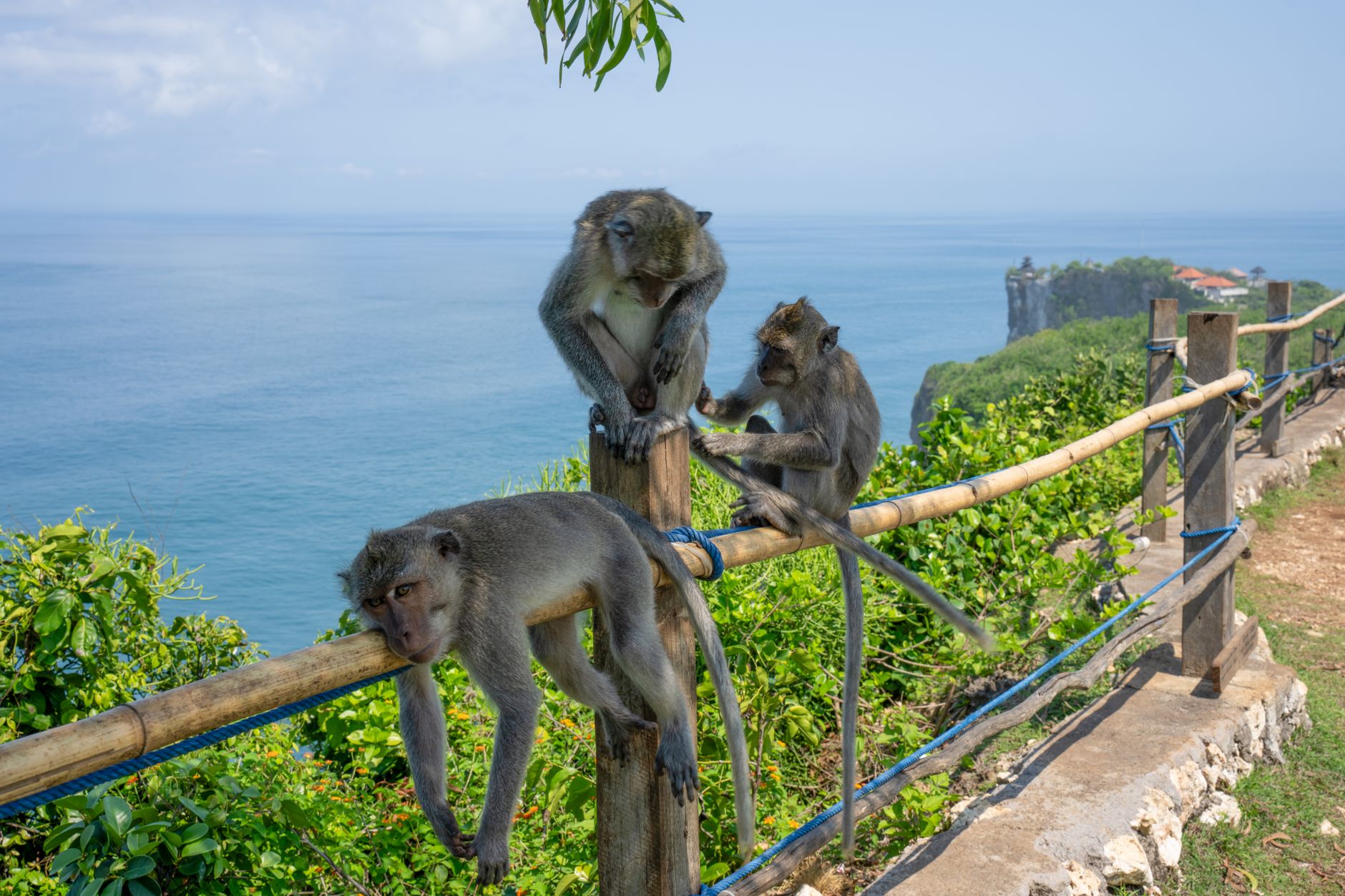 Monkey Handlers Zone