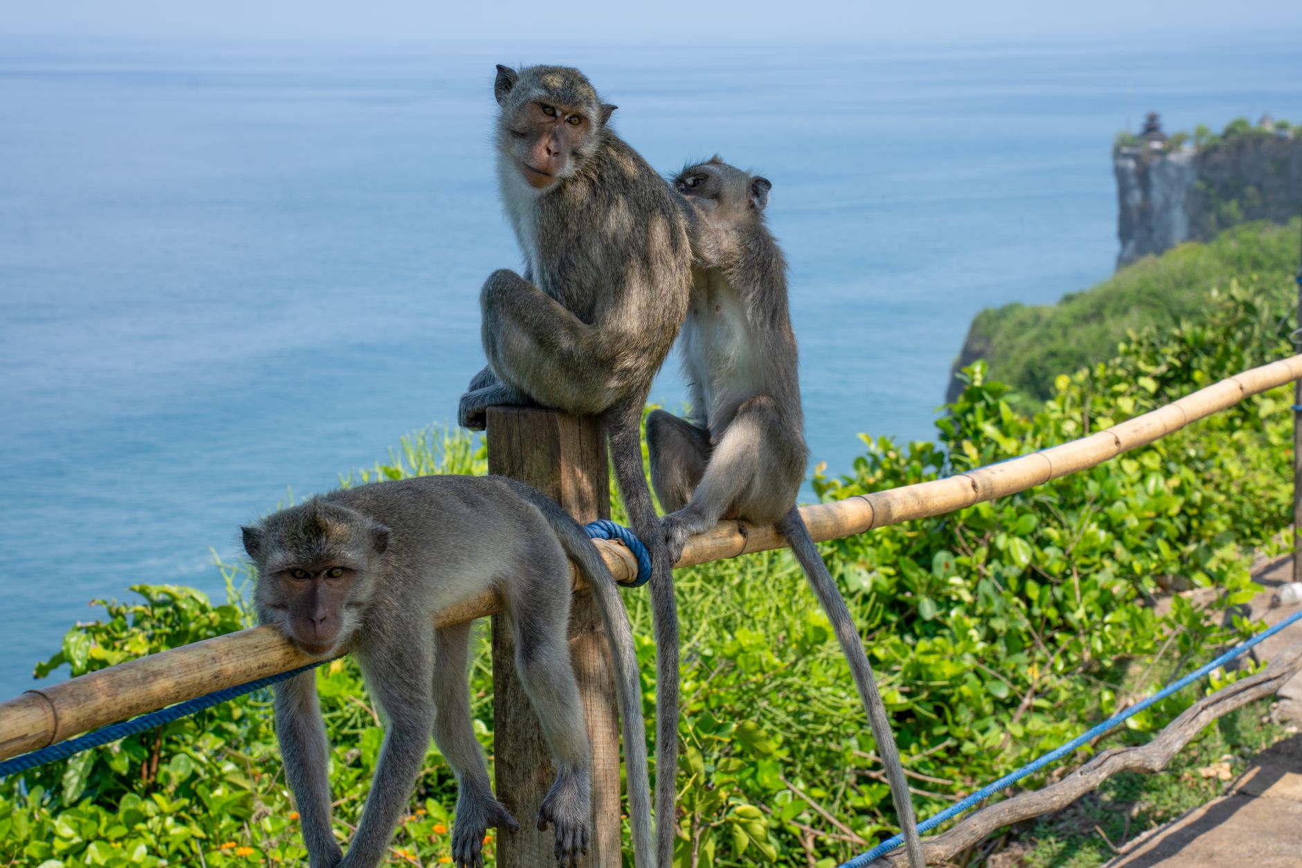 Monkey Handlers Zone