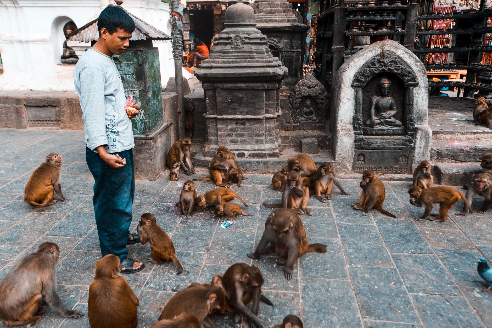 Monkey Handlers Zone