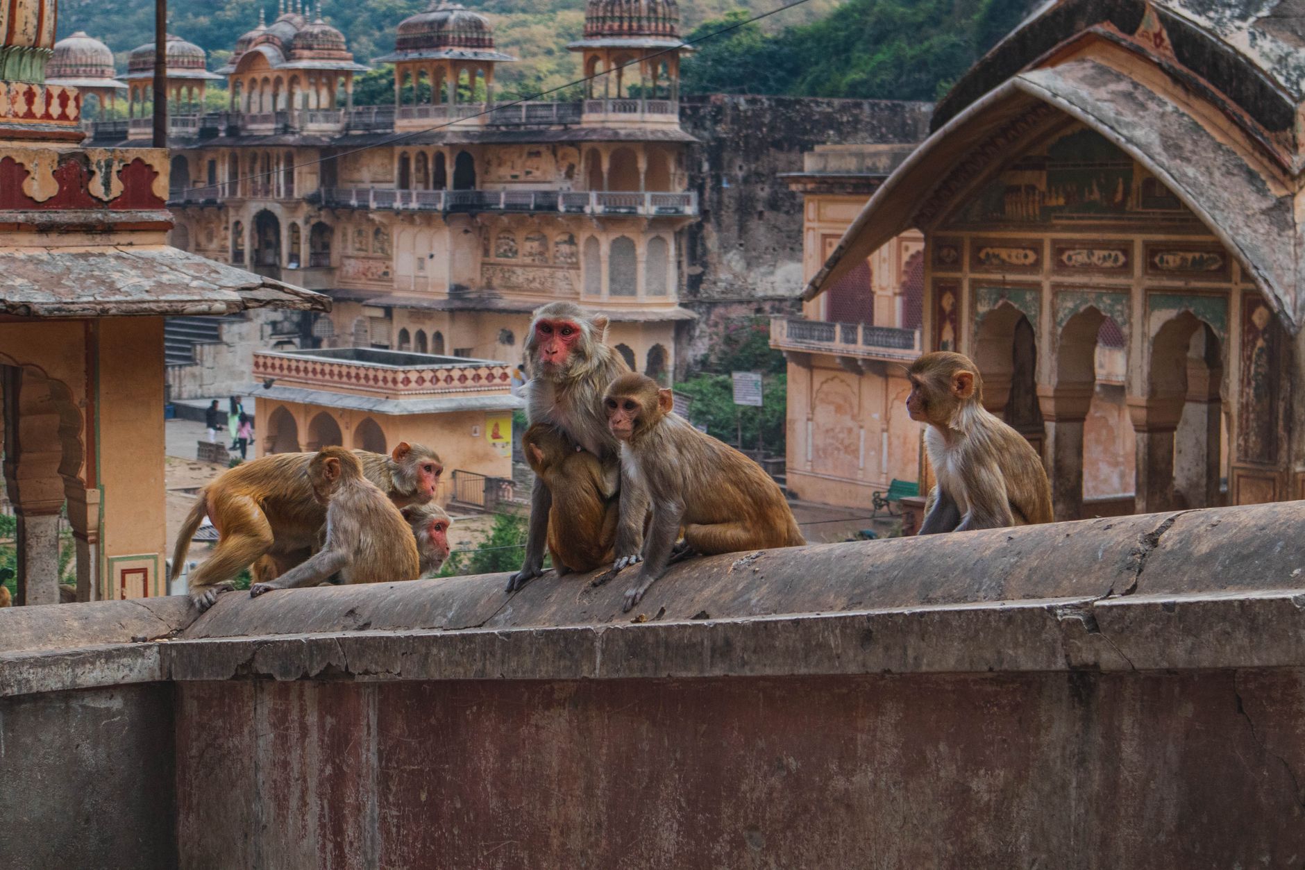 Monkey Handlers Zone