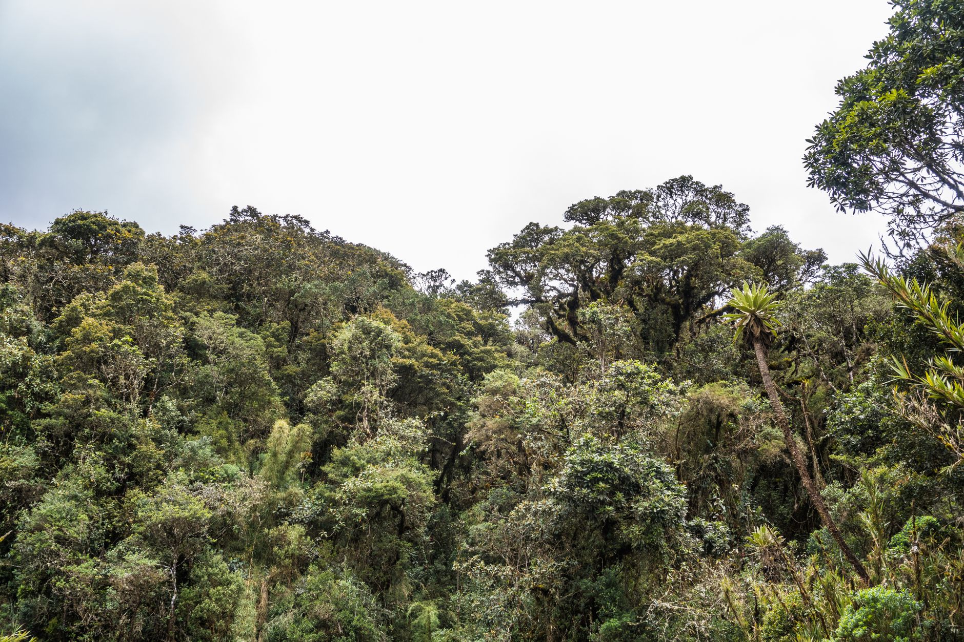 Monteverde Cloud Forest Reserve