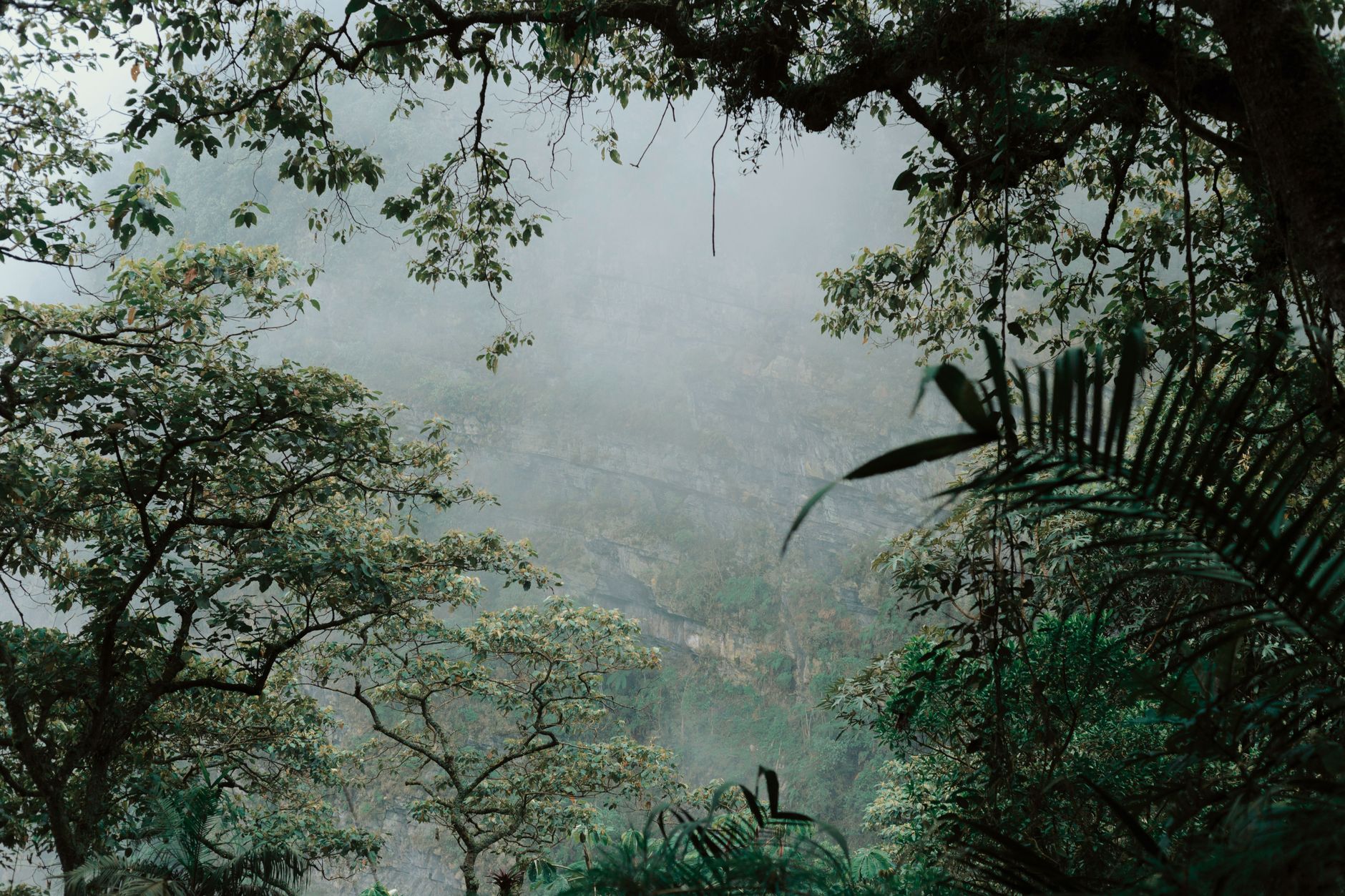 Monteverde Cloud Forest Reserve