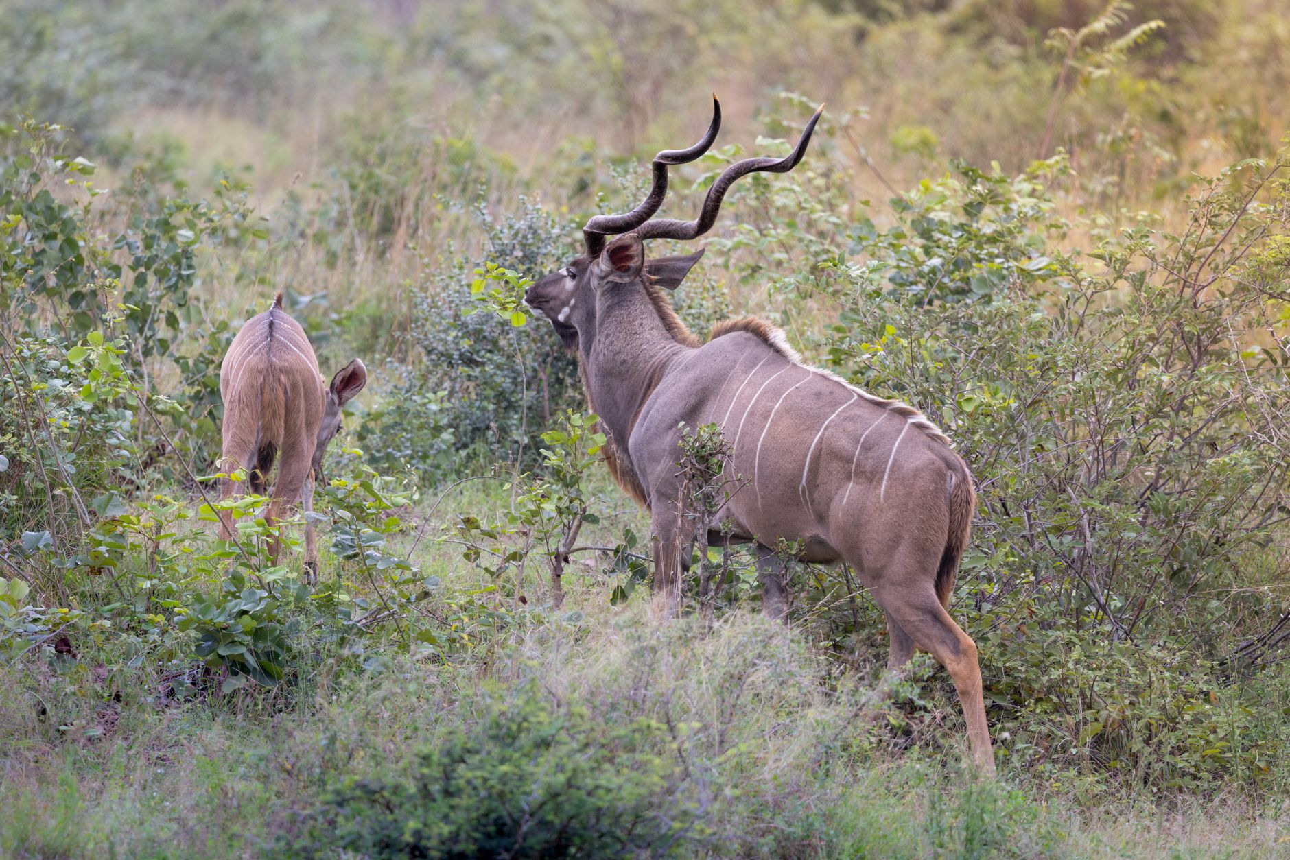 Moremi Game Reserve