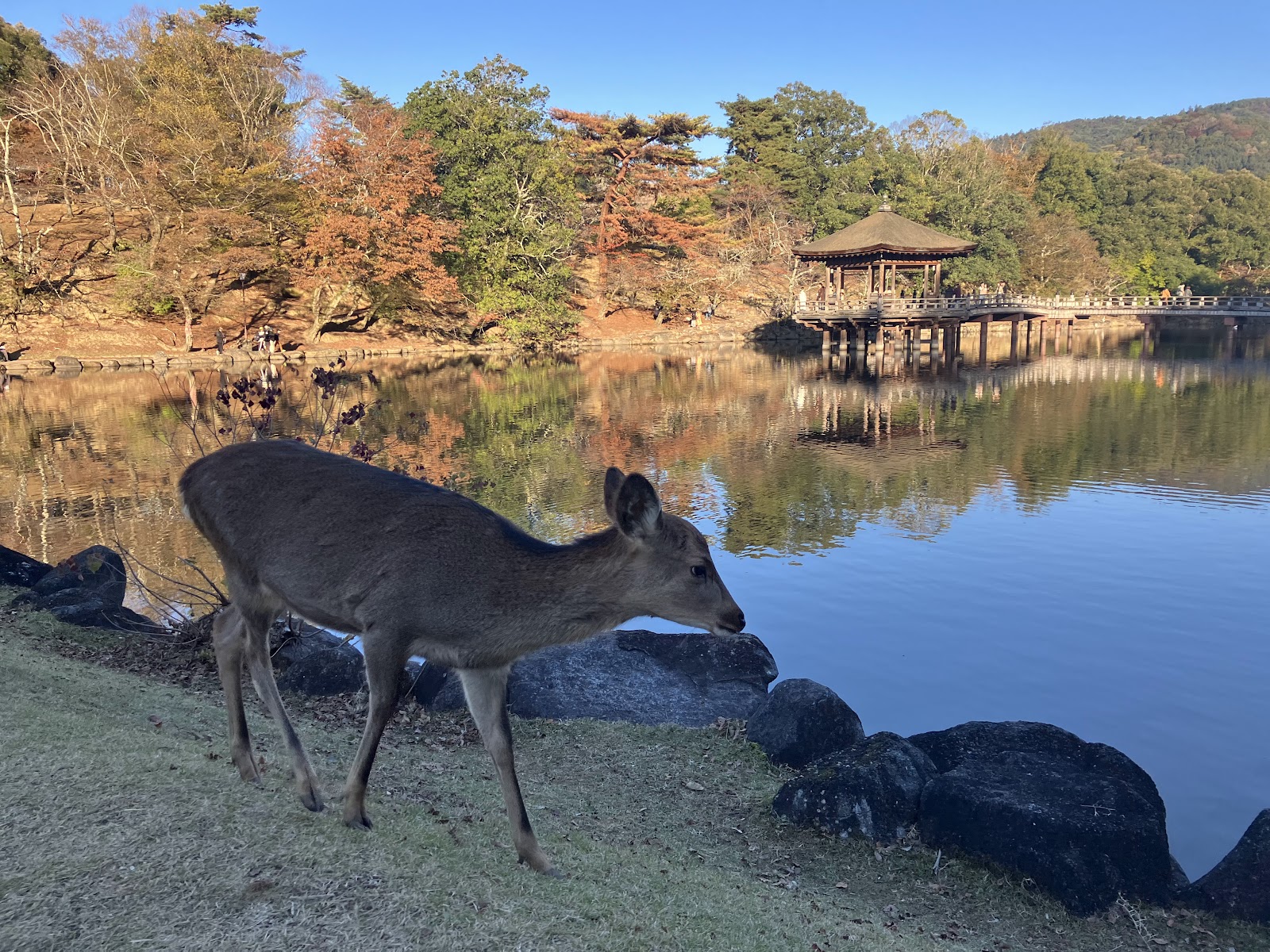 Nara Park