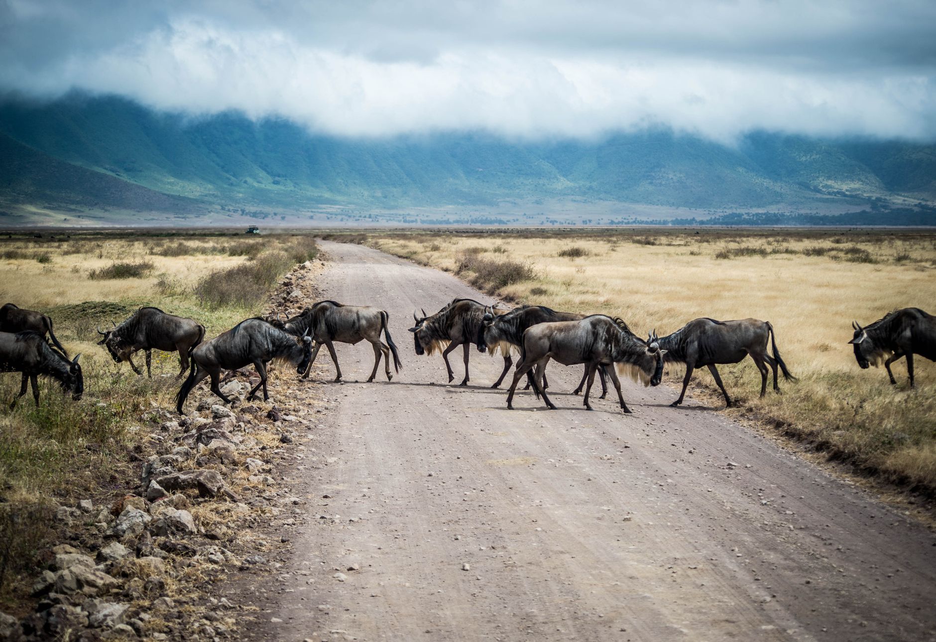 Ndutu Area (Southern Serengeti)