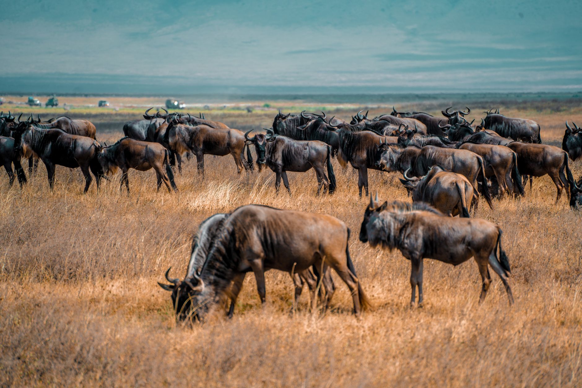 Ngorongoro Conservation Area