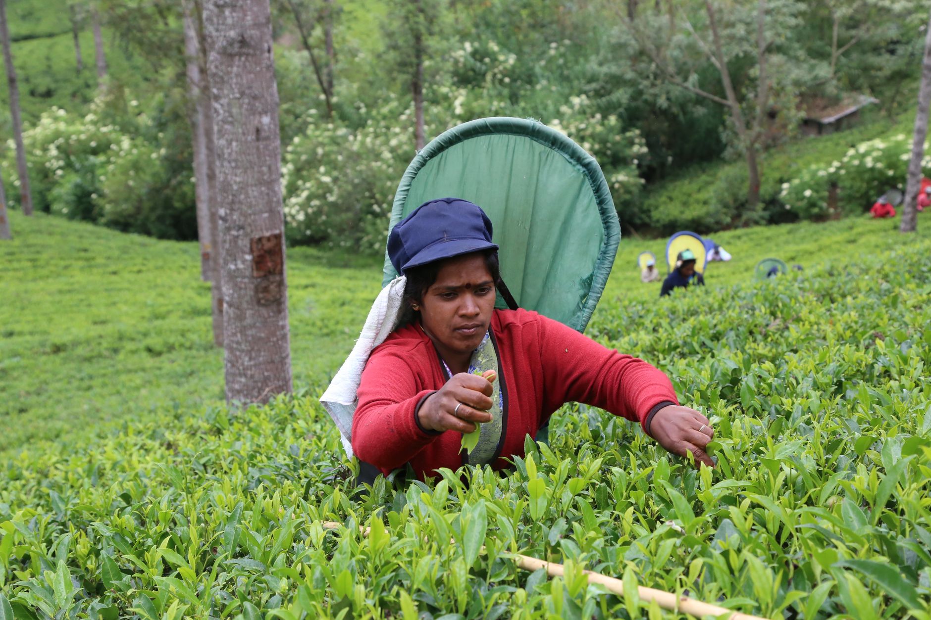 Nuwara Eliya