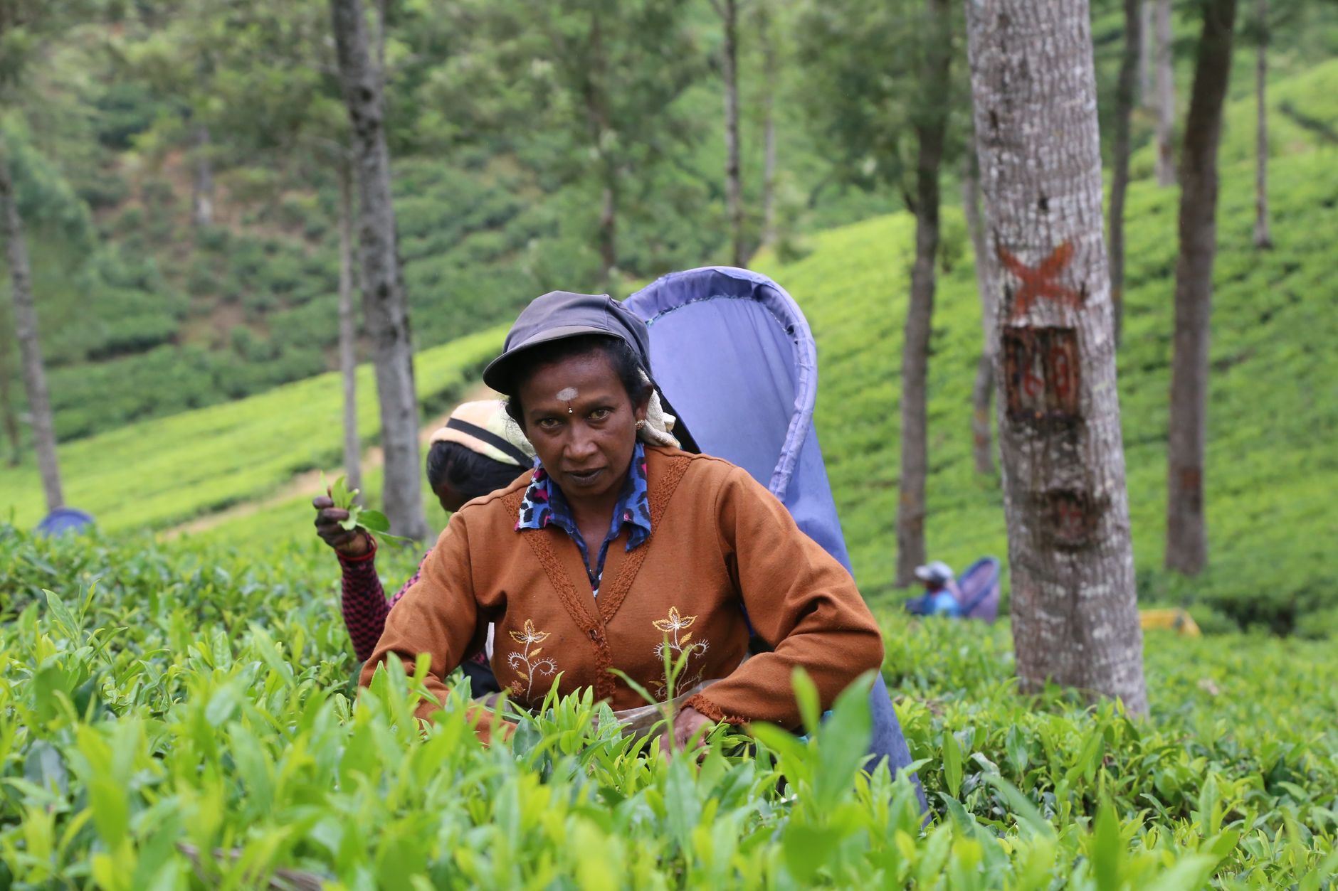 Nuwara Eliya