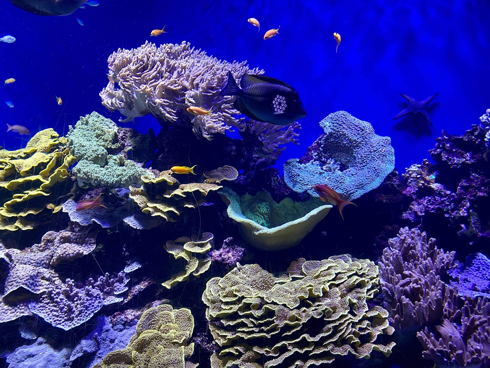Oceanographic Museum of Monaco