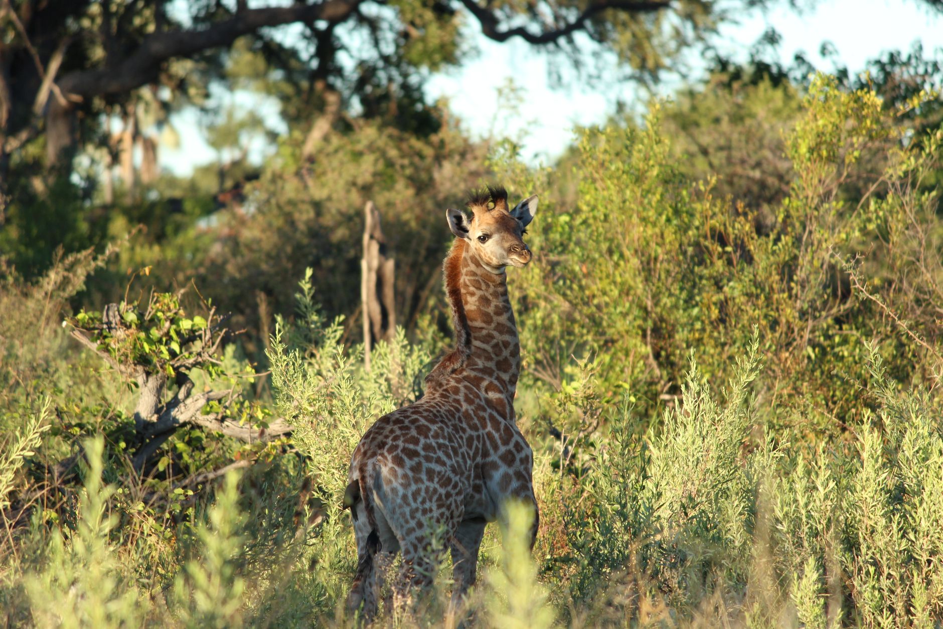 Okavango Delta