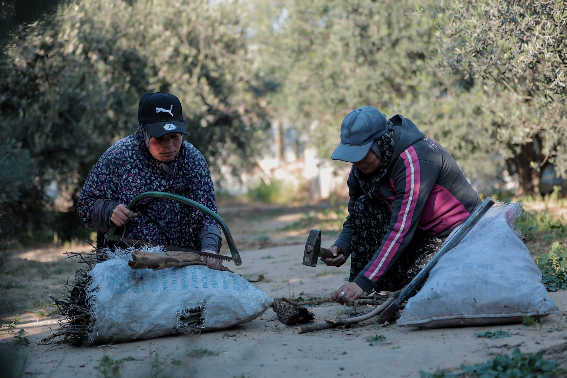 Olive Grove